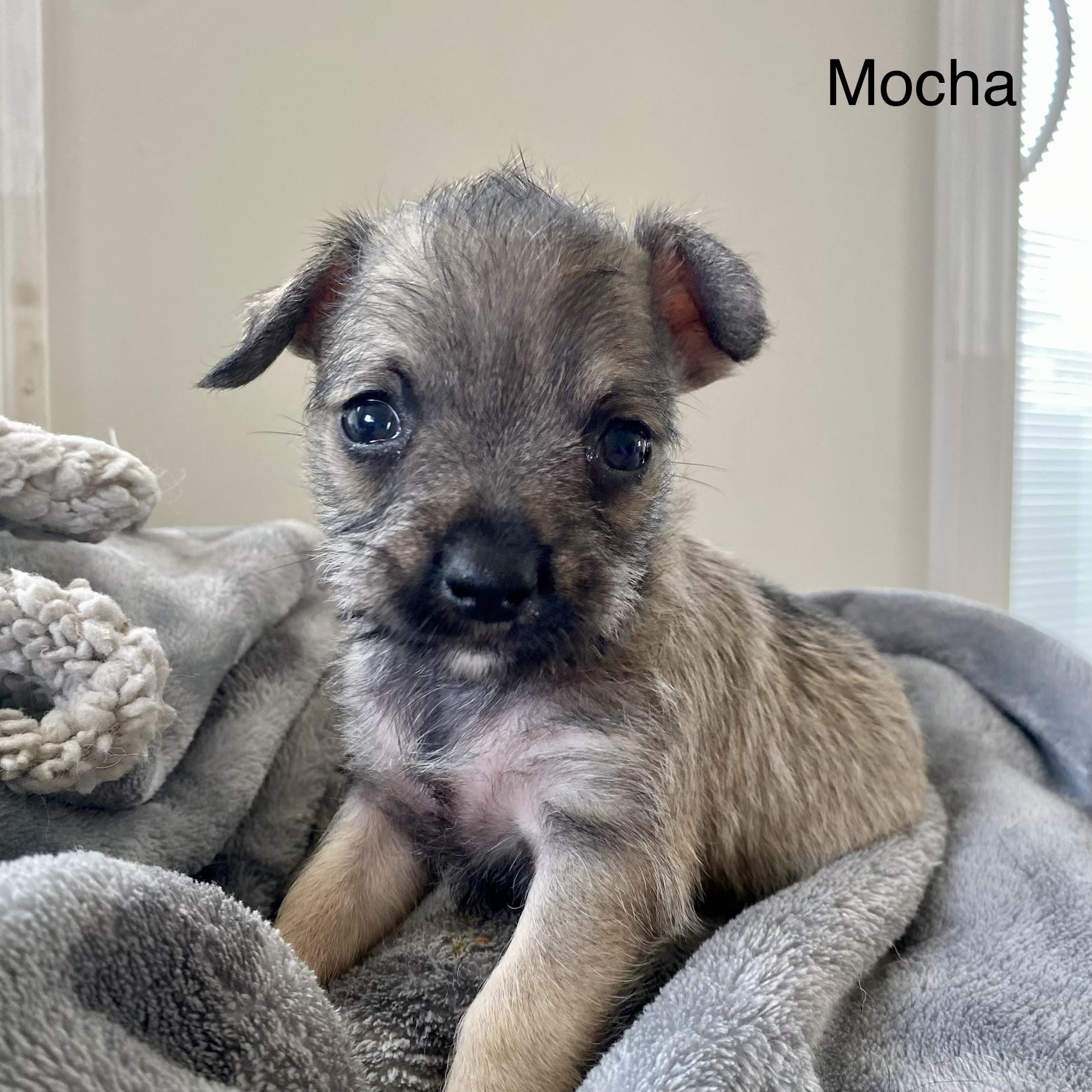 Mocha, an adopted mixed breed in St Catharines, ON image 3/5