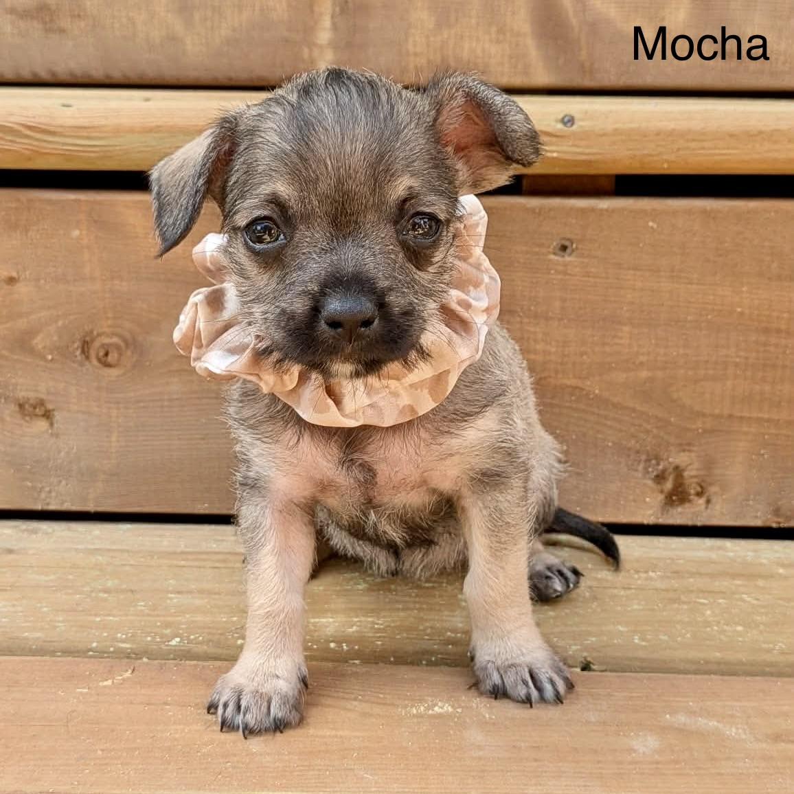 Mocha, an adopted mixed breed in St Catharines, ON image 5/5