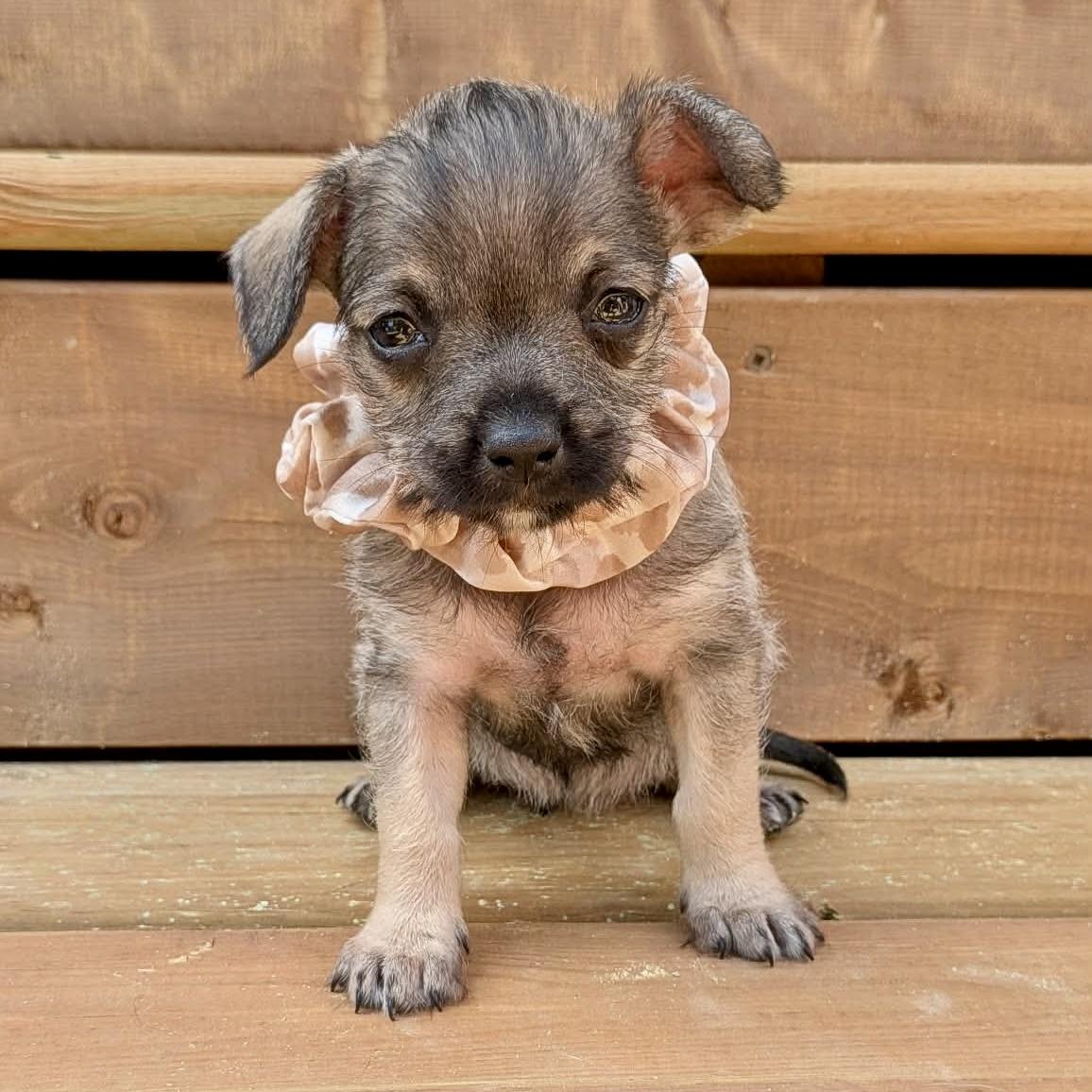 Mocha, an adopted mixed breed in St Catharines, ON image 2/5