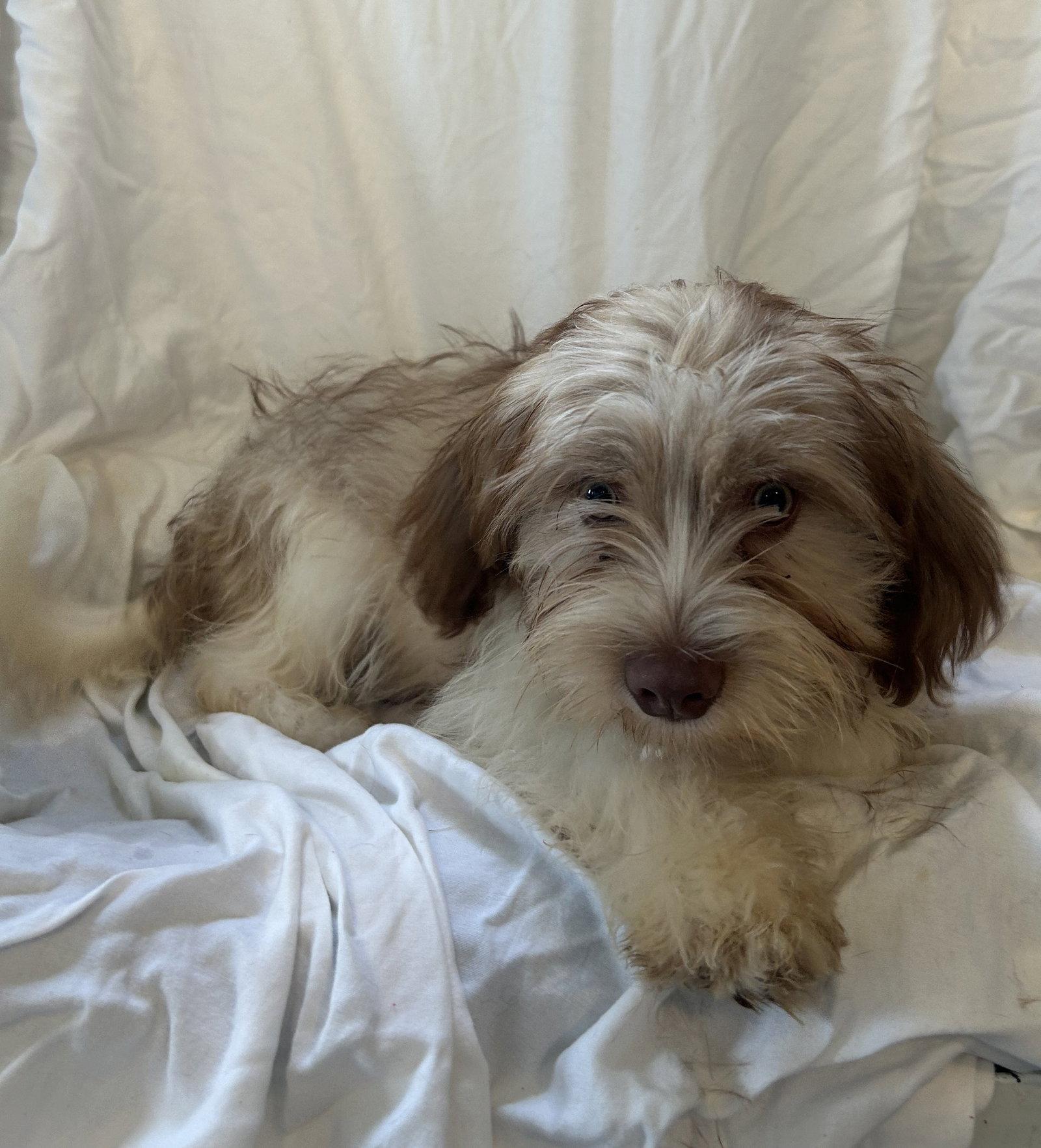 Enlarge Cobbler, a Adoptable mixed breed in Pipe Creek, TX image 1/3