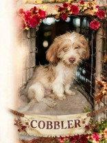 Enlarge Cobbler, a Adoptable mixed breed in Pipe Creek, TX image 2/3