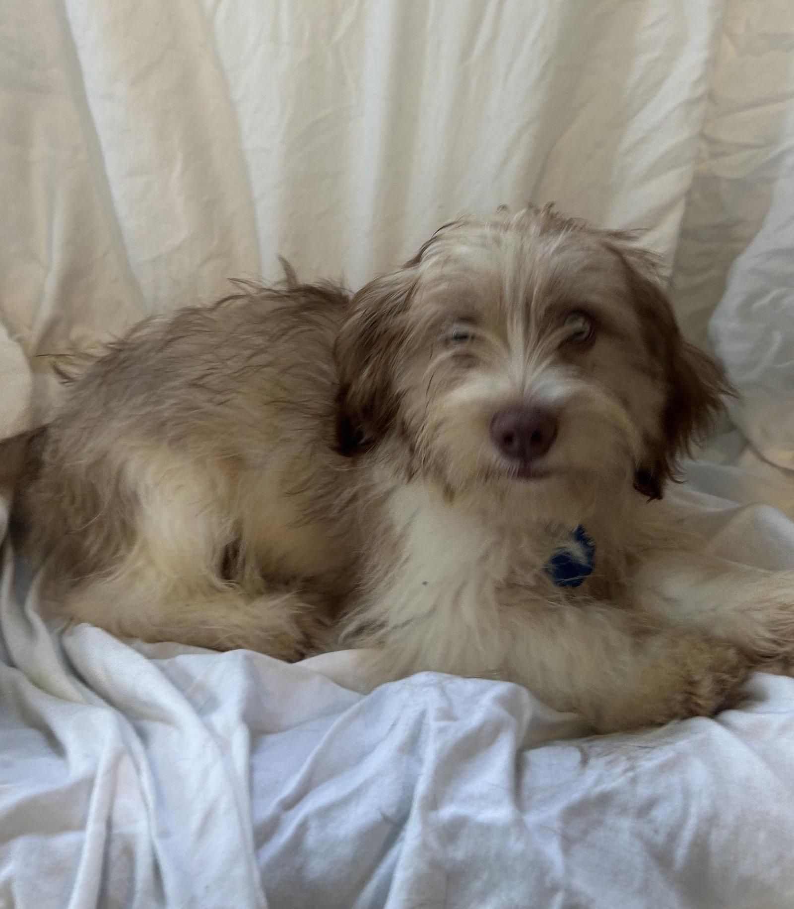 Enlarge Cobbler, a Adoptable mixed breed in Pipe Creek, TX image 3/3