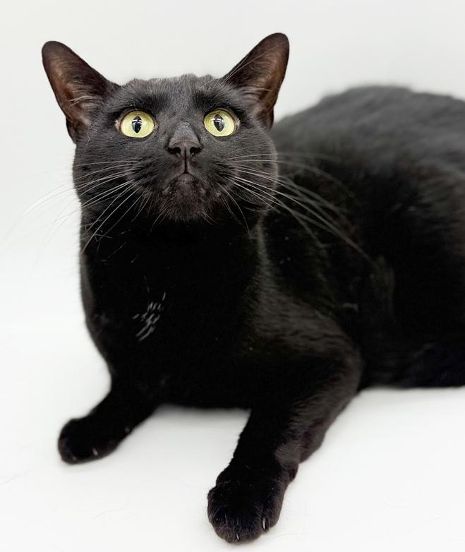 Enlarge Bear is the ULTIMATE THERAPY snugglebug!  Licorice lover!  VIDEO, a Adoptable Bombay in Bedford Hills, NY image 3/6