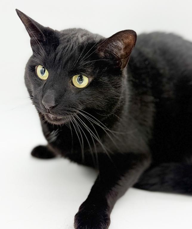 Enlarge Bear is the ULTIMATE THERAPY snugglebug!  Licorice lover!  VIDEO, a Adoptable Bombay in Bedford Hills, NY image 6/6