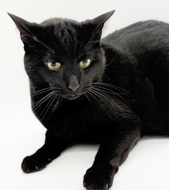 Enlarge Bear is the ULTIMATE THERAPY snugglebug!  Licorice lover!  VIDEO, a Adoptable Bombay in Bedford Hills, NY image 4/6