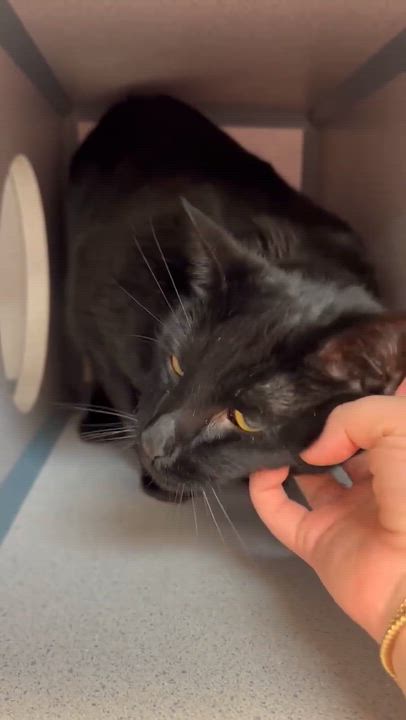 Enlarge Bear is the ULTIMATE THERAPY snugglebug!  Licorice lover!  VIDEO, a Adoptable Bombay in Bedford Hills, NY video 2/6