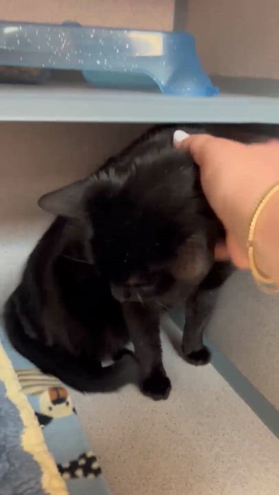 Enlarge Bear is the ULTIMATE THERAPY snugglebug!  Licorice lover!  VIDEO, a Adoptable Bombay in Bedford Hills, NY video 5/6