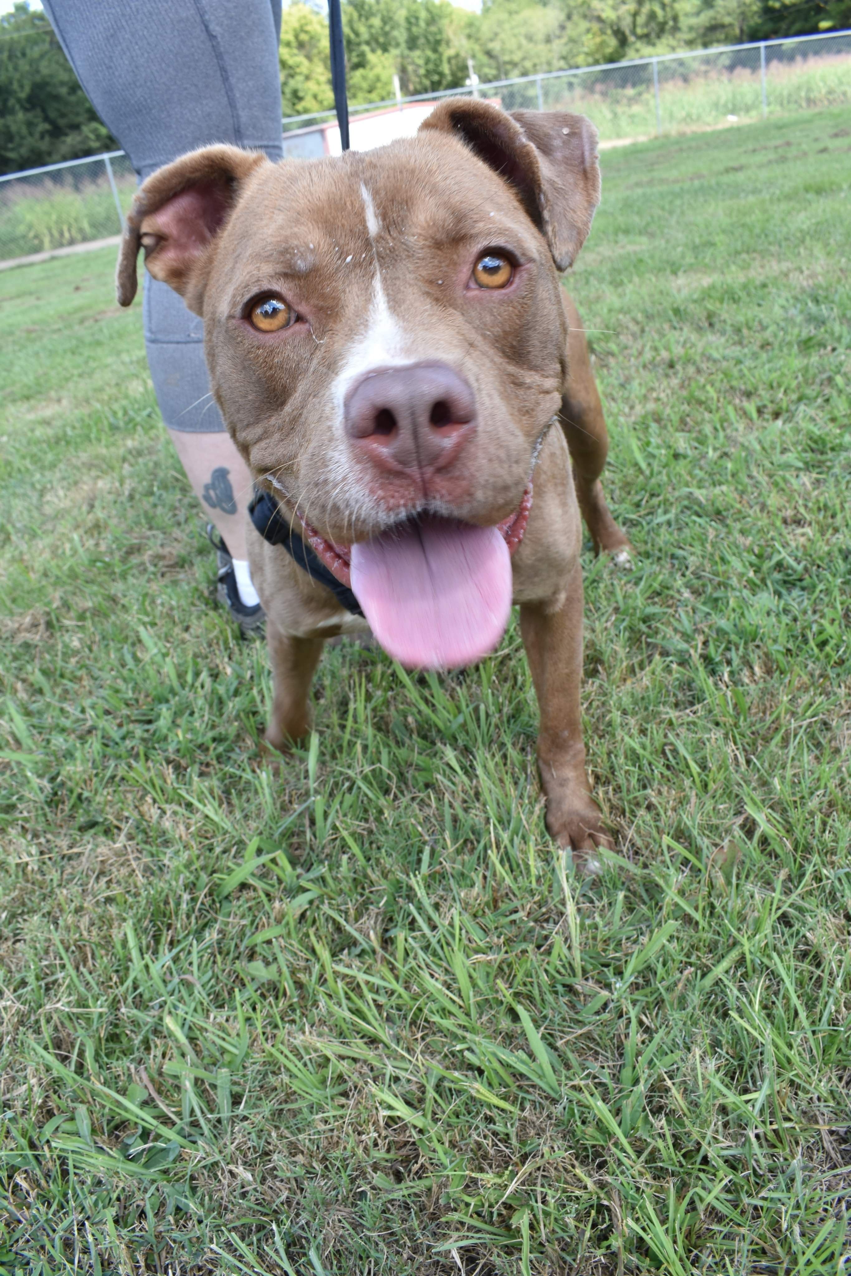 AC, a Adoptable mixed breed in Bolivar, TN image 2/4
