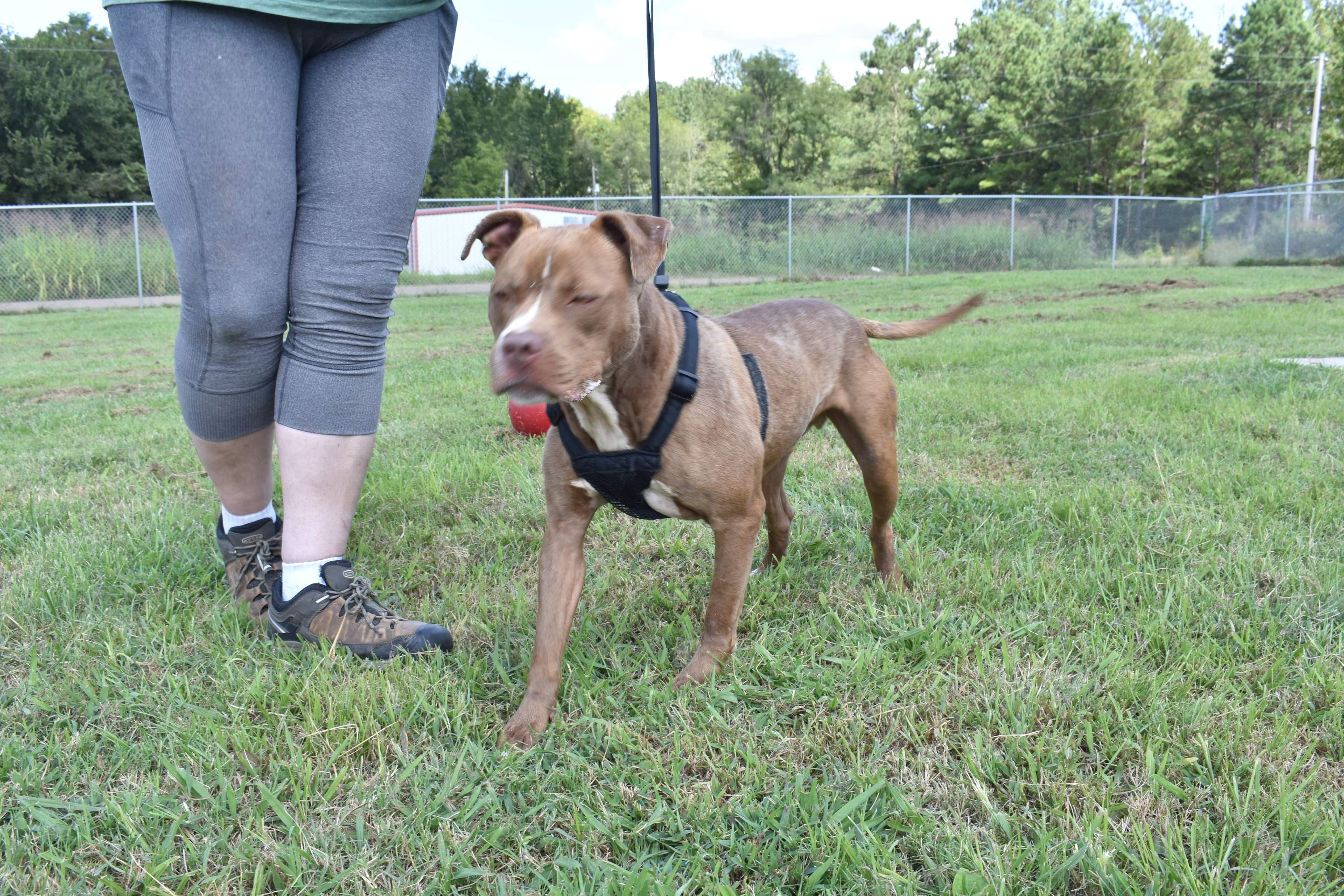 AC, a Adoptable mixed breed in Bolivar, TN image 3/4
