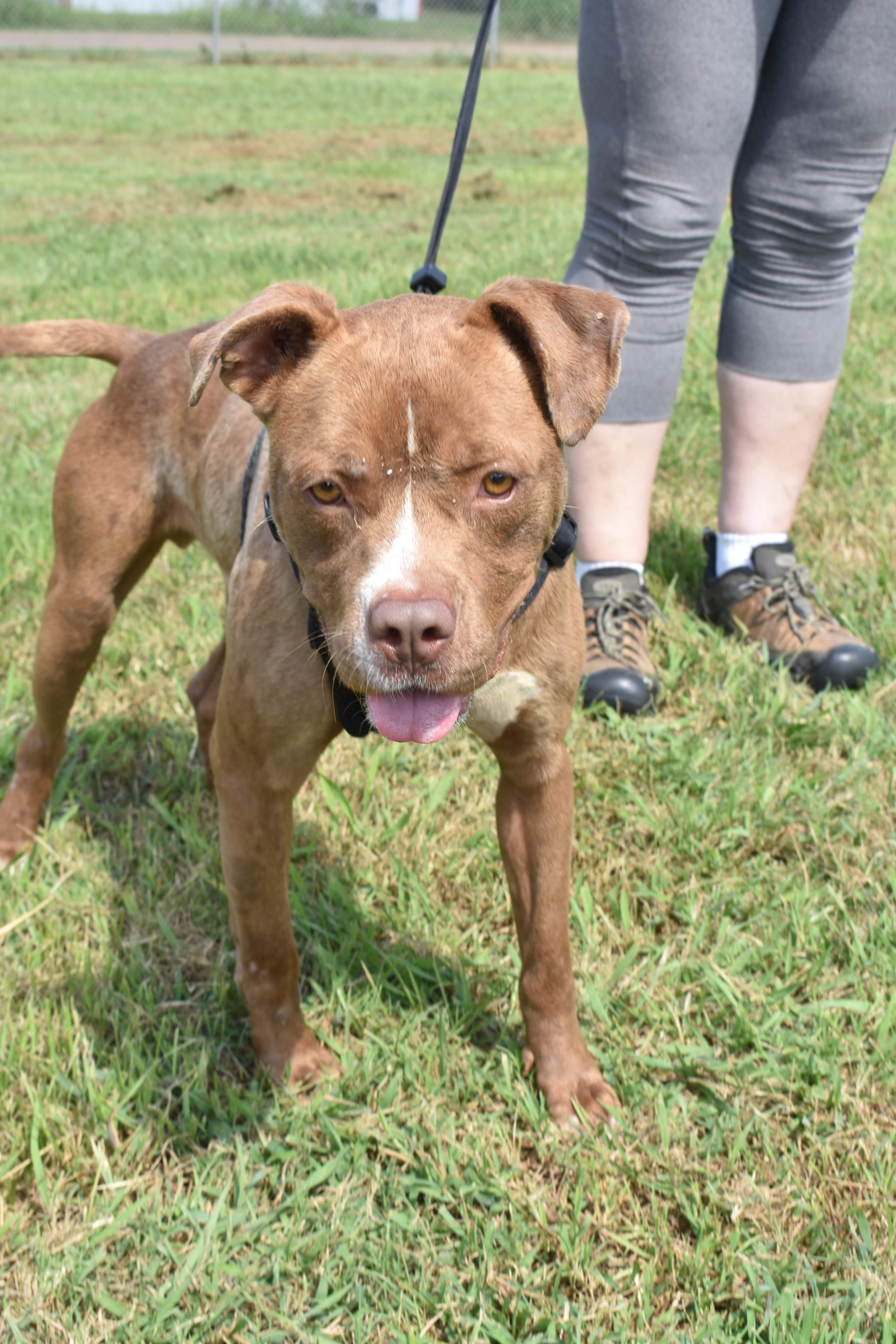 AC, a Adoptable mixed breed in Bolivar, TN image 4/4