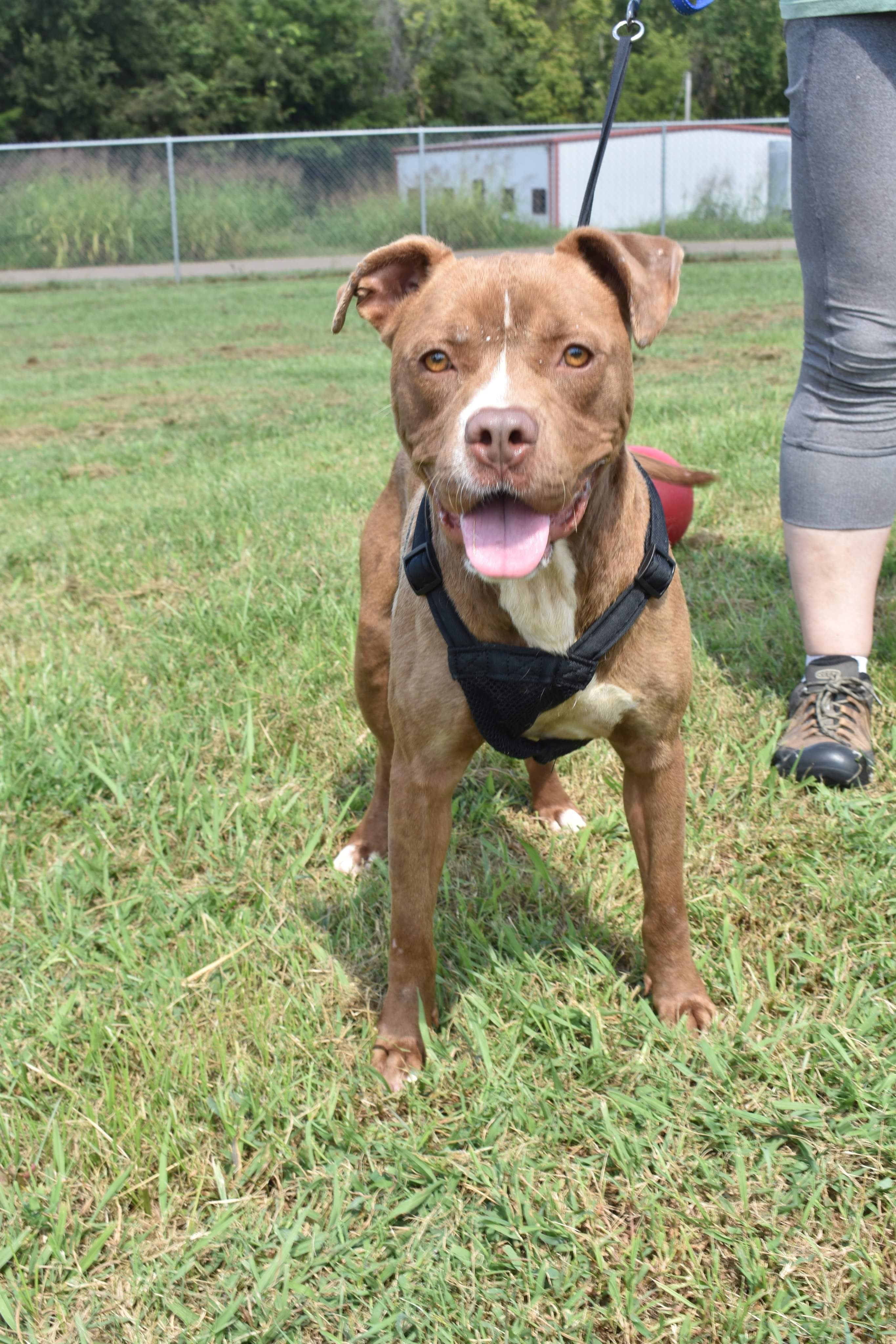 AC, a Adoptable mixed breed in Bolivar, TN image 1/4