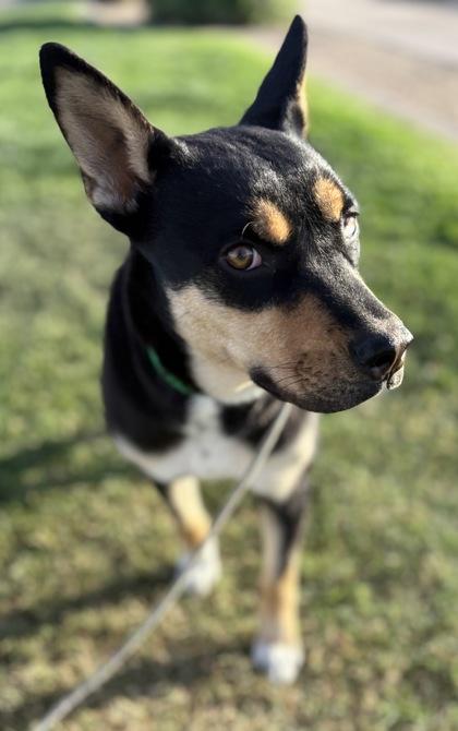 Rose, a Adoptable mixed breed in Phoenix, AZ image 2/3