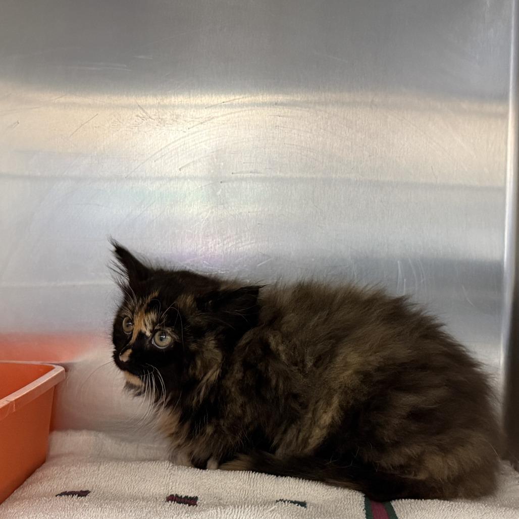 Raisinet, Adoptable, Kitten Female Domestic Long Hair.