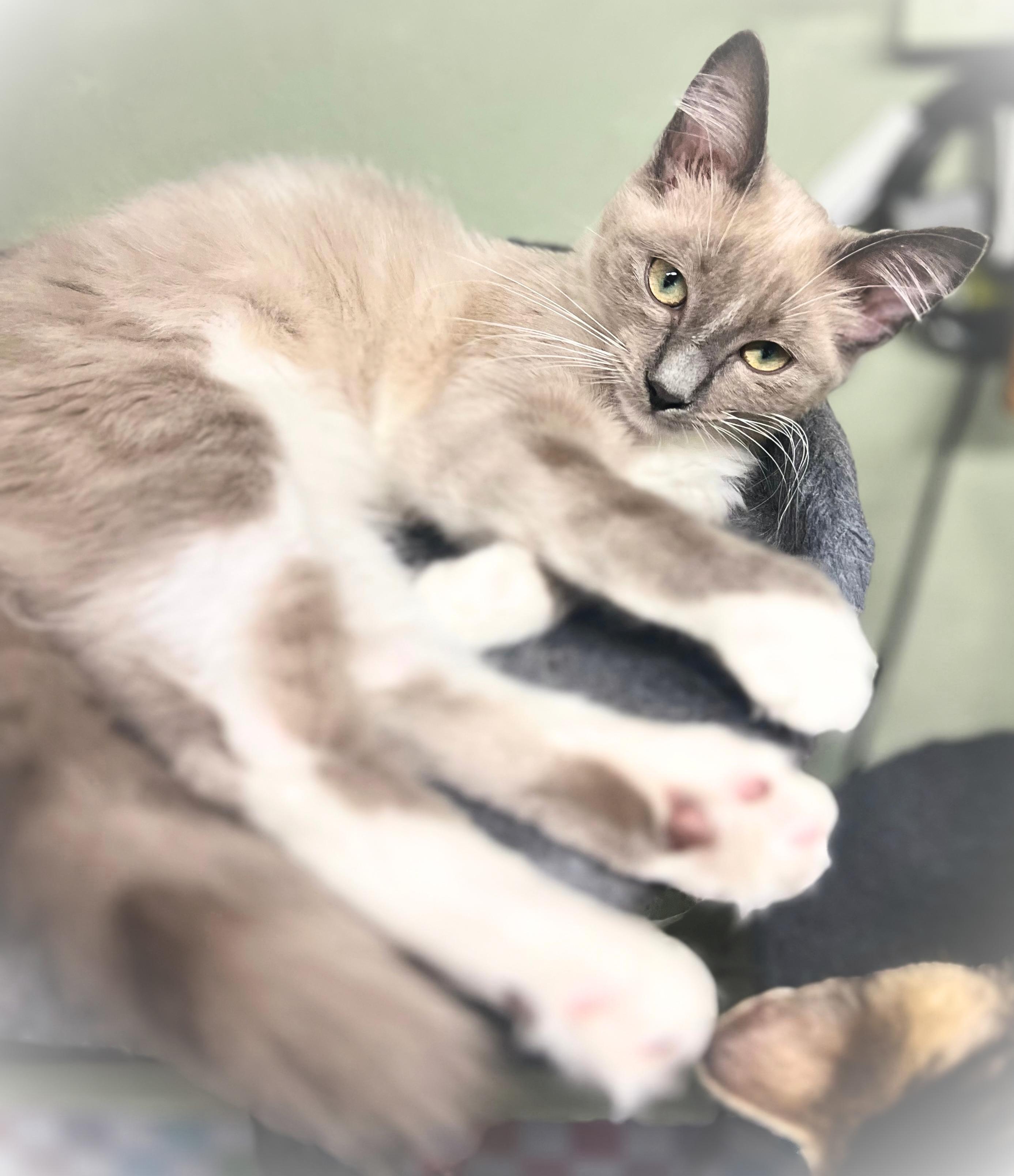 Ms. Marilyn, a gentle beauty (bonded sister Ms. Sophia), Adoptable, Kitten Female Norwegian Forest Cat & Domestic Medium Hair.