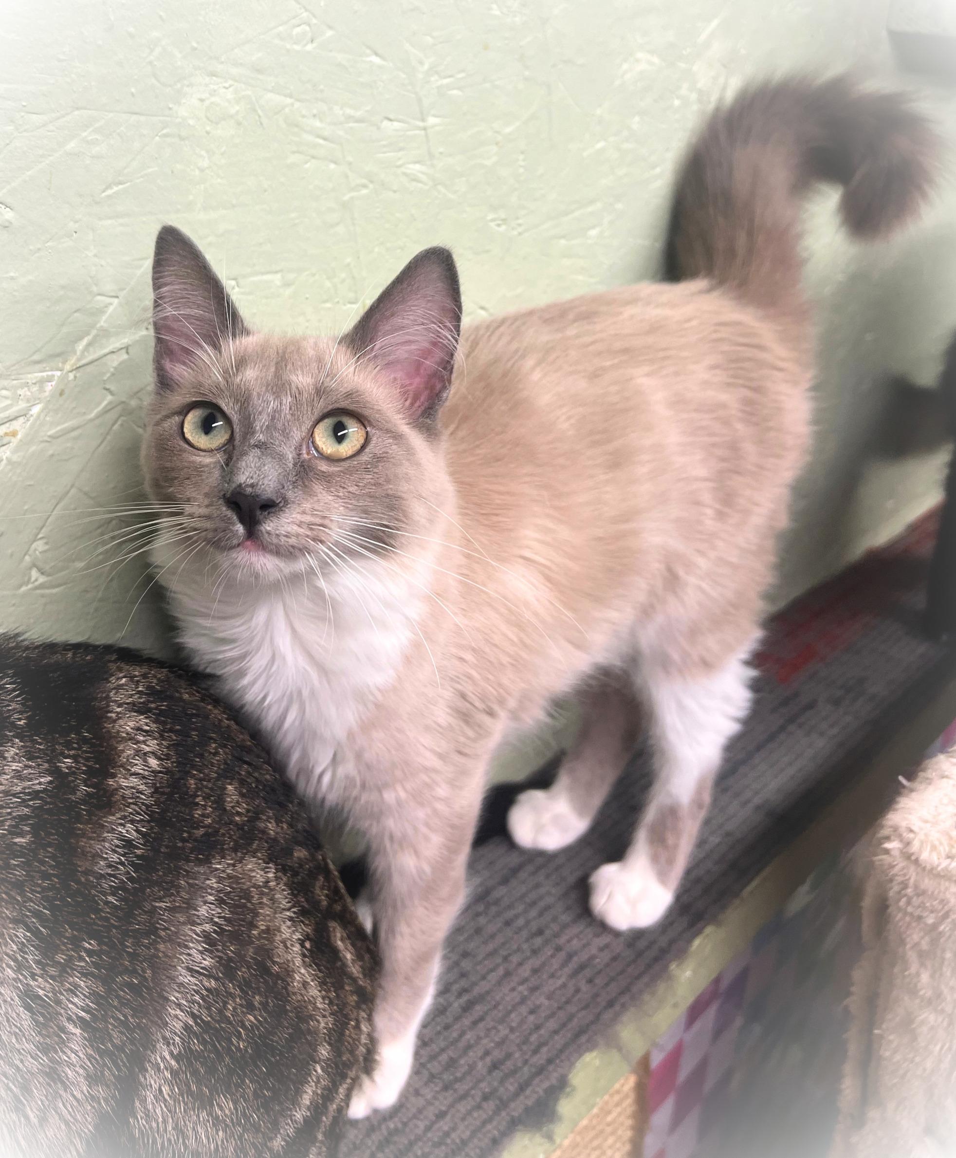 Enlarge Ms. Marilyn, a gentle beauty (bonded sister Ms. Sophia), a Adoptable mixed breed in The Dalles, OR image 2/3