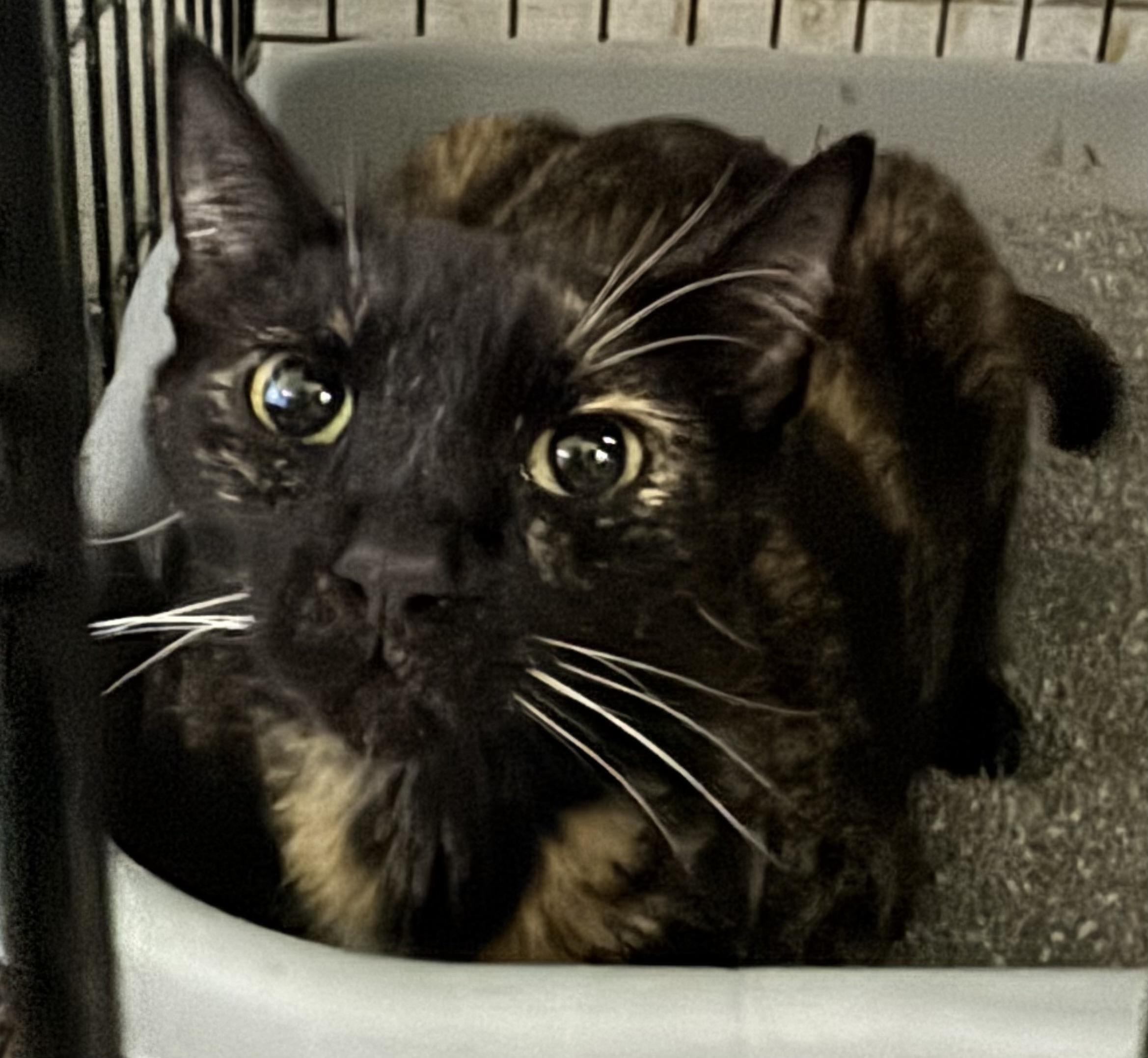 Enlarge Zinnia, a Adopted Tortoiseshell in Lauderhill, FL image 1/3