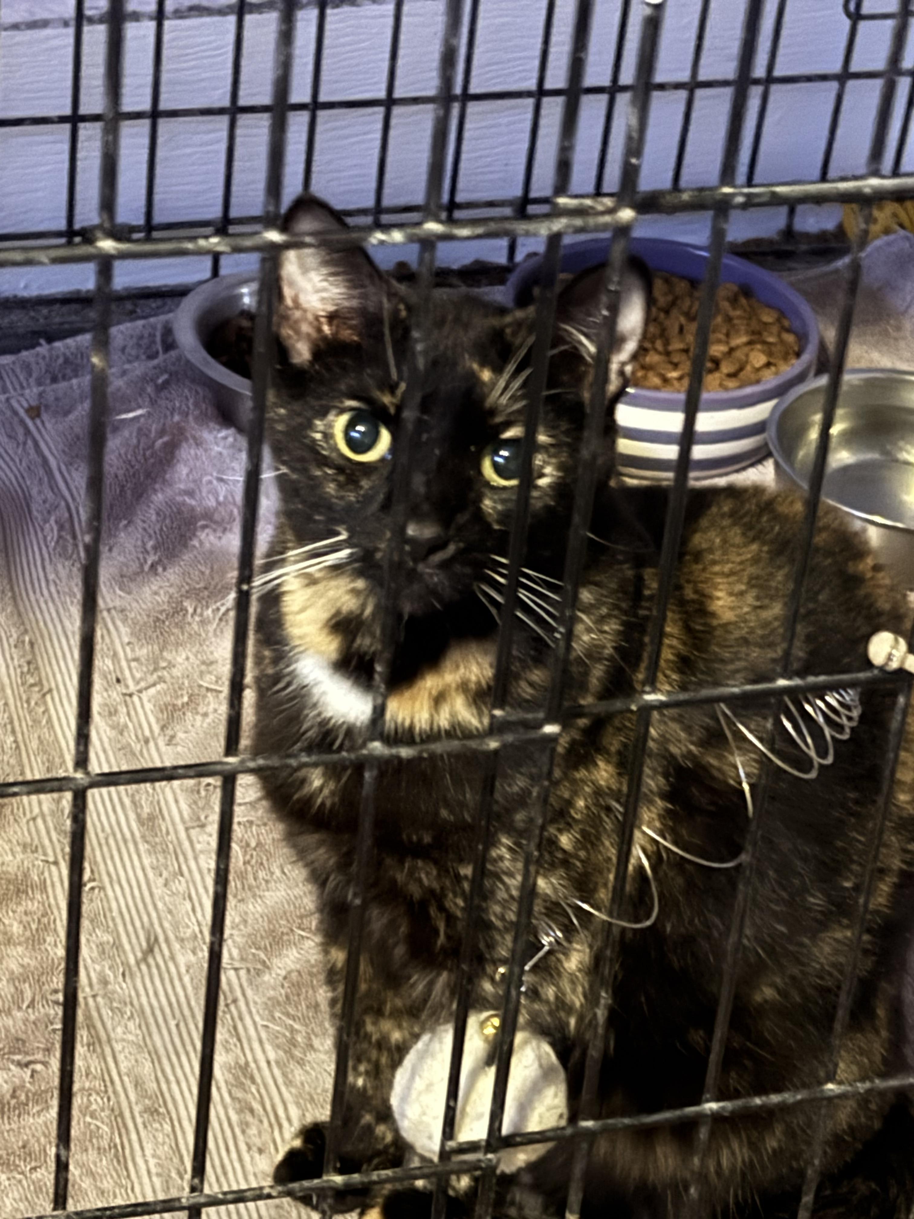 Enlarge Zinnia, a Adopted Tortoiseshell in Lauderhill, FL image 2/3