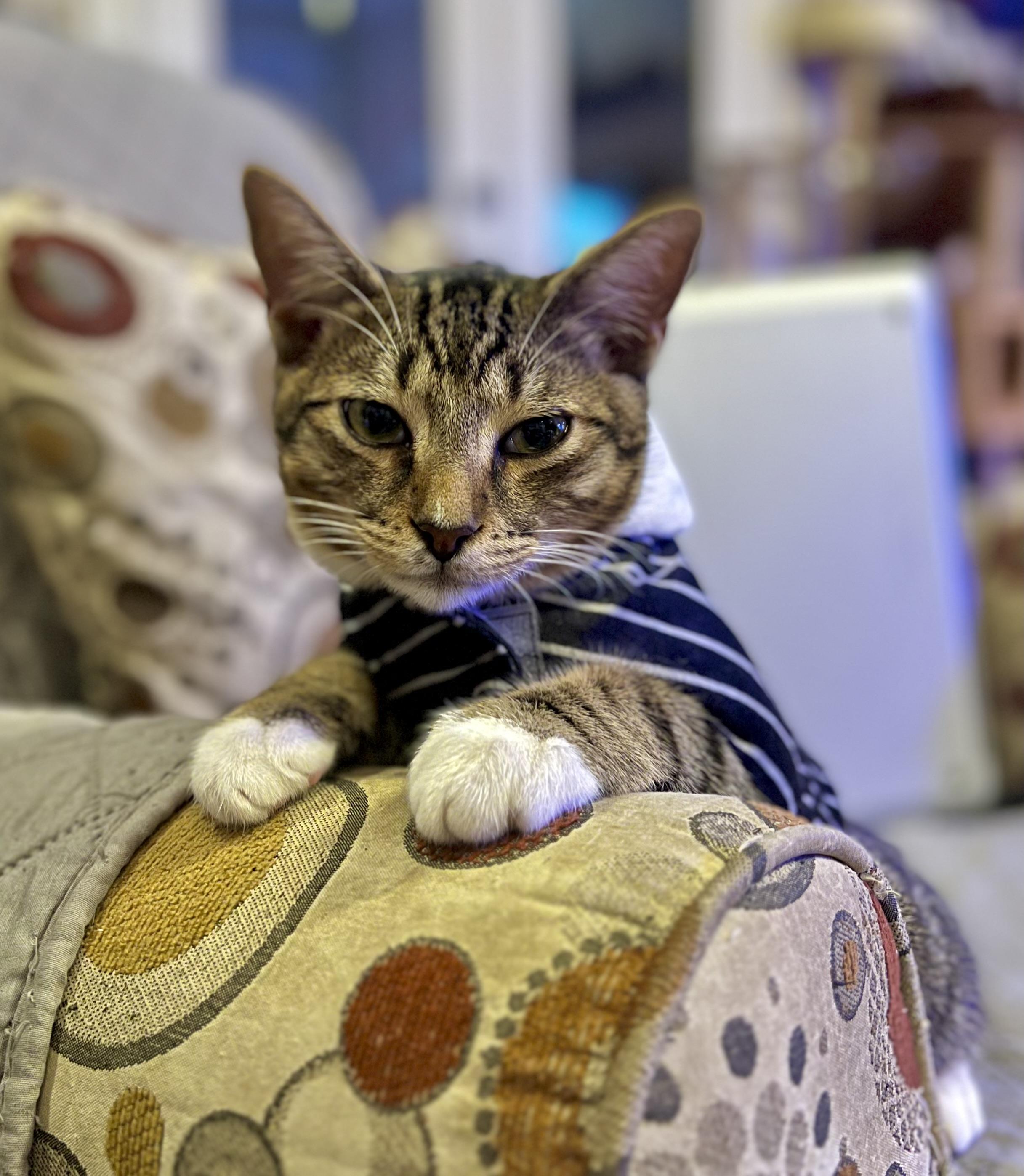 Enlarge Brady, a Adoptable mixed breed in Houston, TX image 2/6