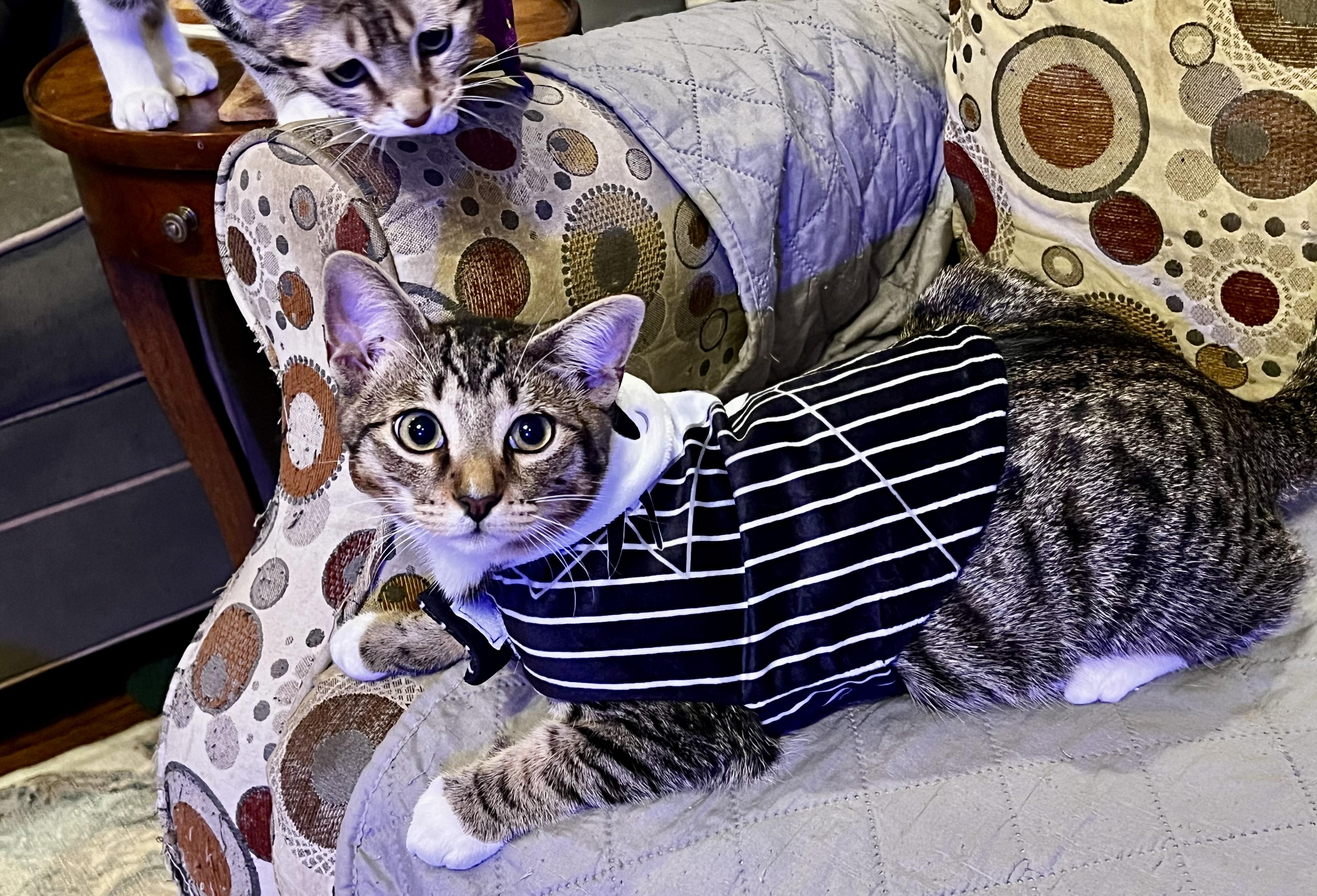 Enlarge Brady, a Adoptable mixed breed in Houston, TX image 3/6