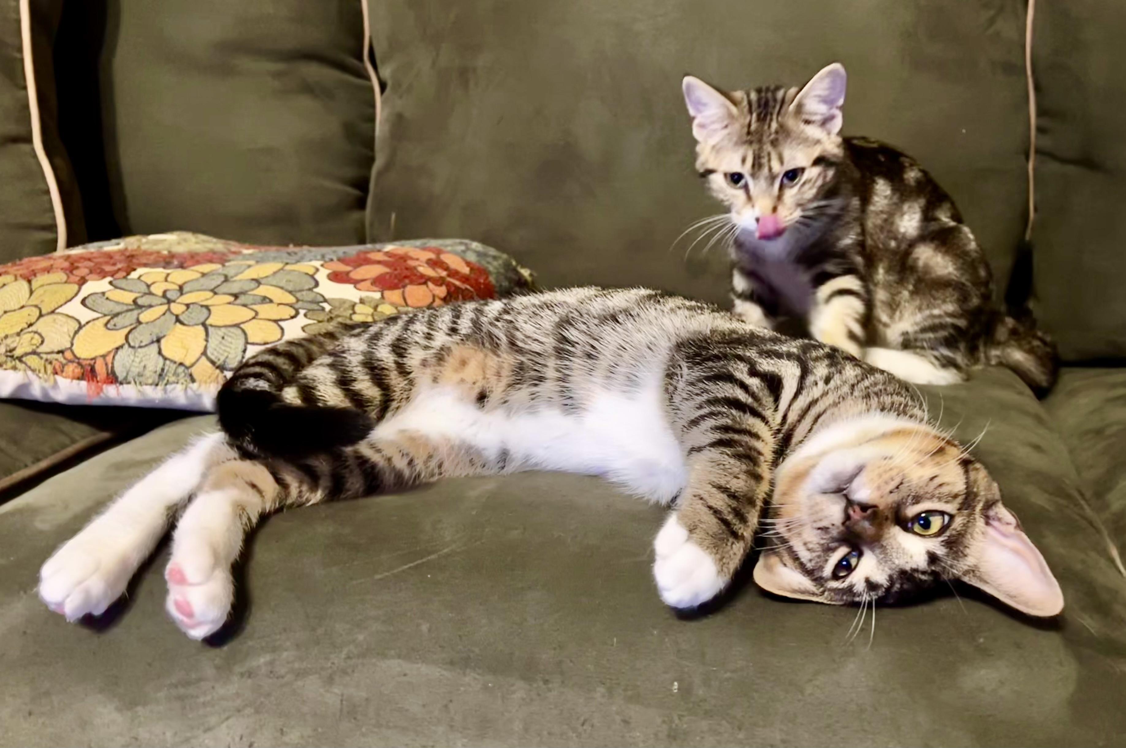 Brady, Adoptable, Kitten Male Tabby & Domestic Short Hair.