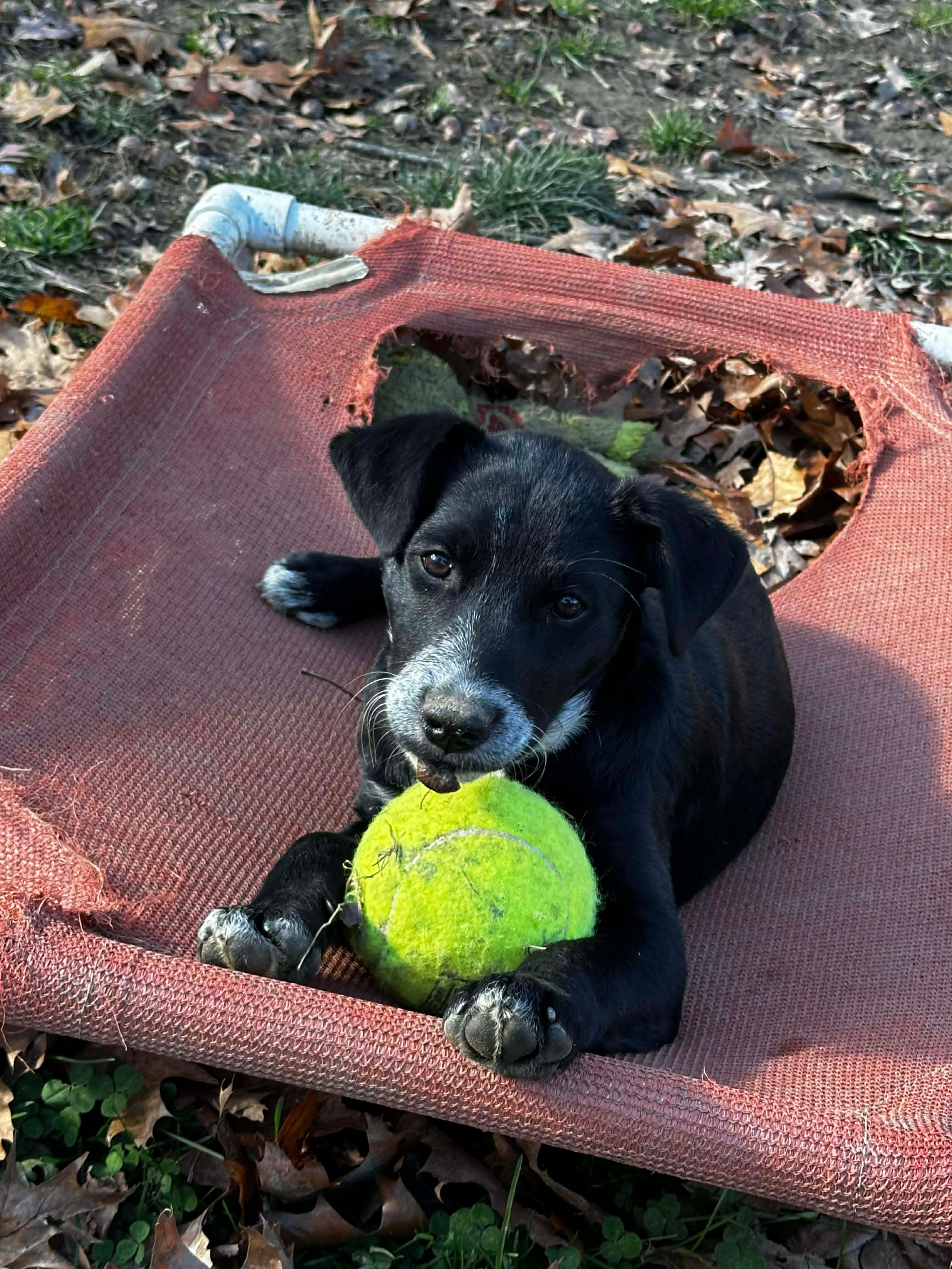 Enlarge Hattie, a Adoptable mixed breed in Argyle, NY image 1/6