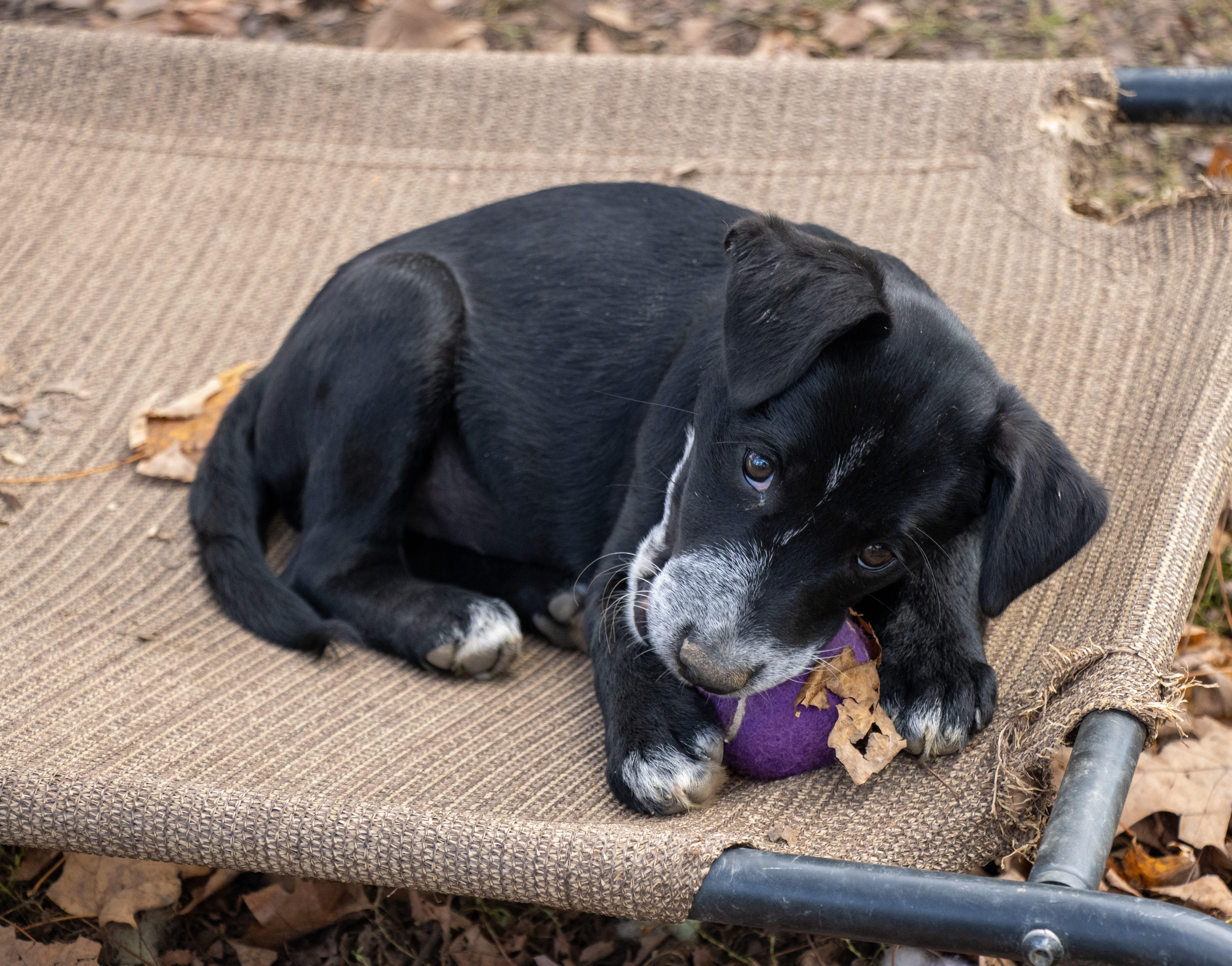 Enlarge Hattie, a Adoptable mixed breed in Argyle, NY image 4/6
