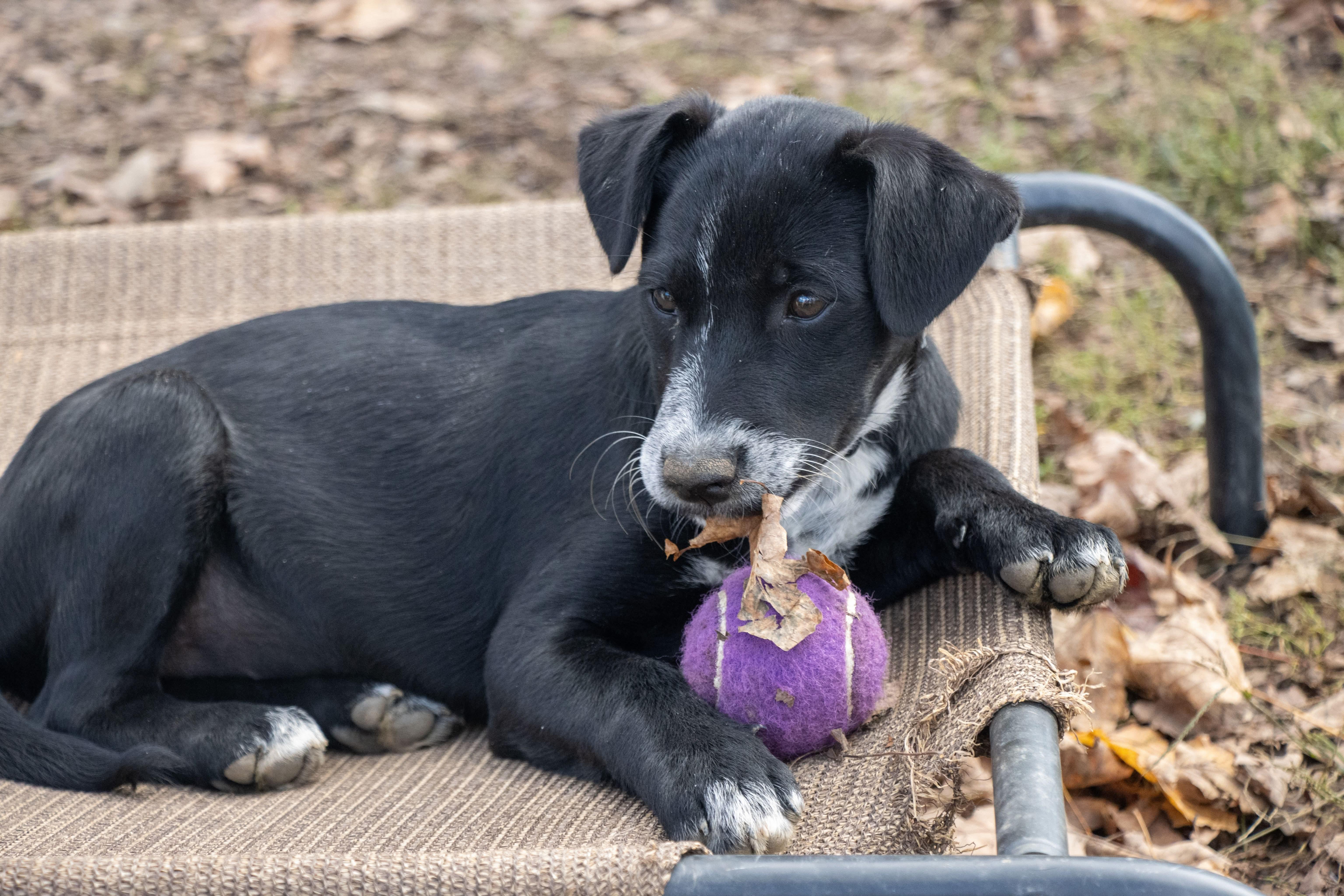 Enlarge Hattie, a Adoptable mixed breed in Argyle, NY image 5/6
