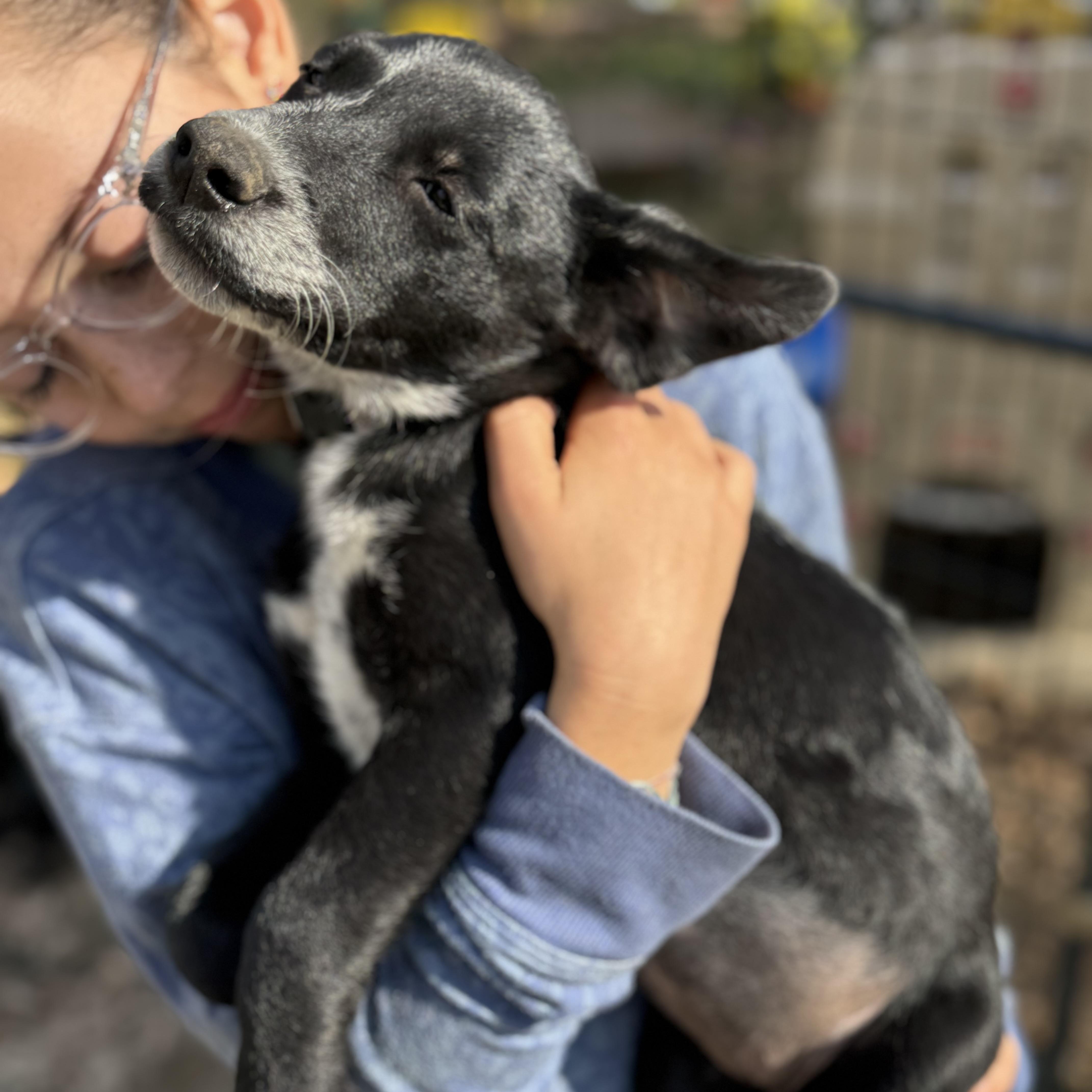 Enlarge Hattie, a Adoptable mixed breed in Argyle, NY image 6/6