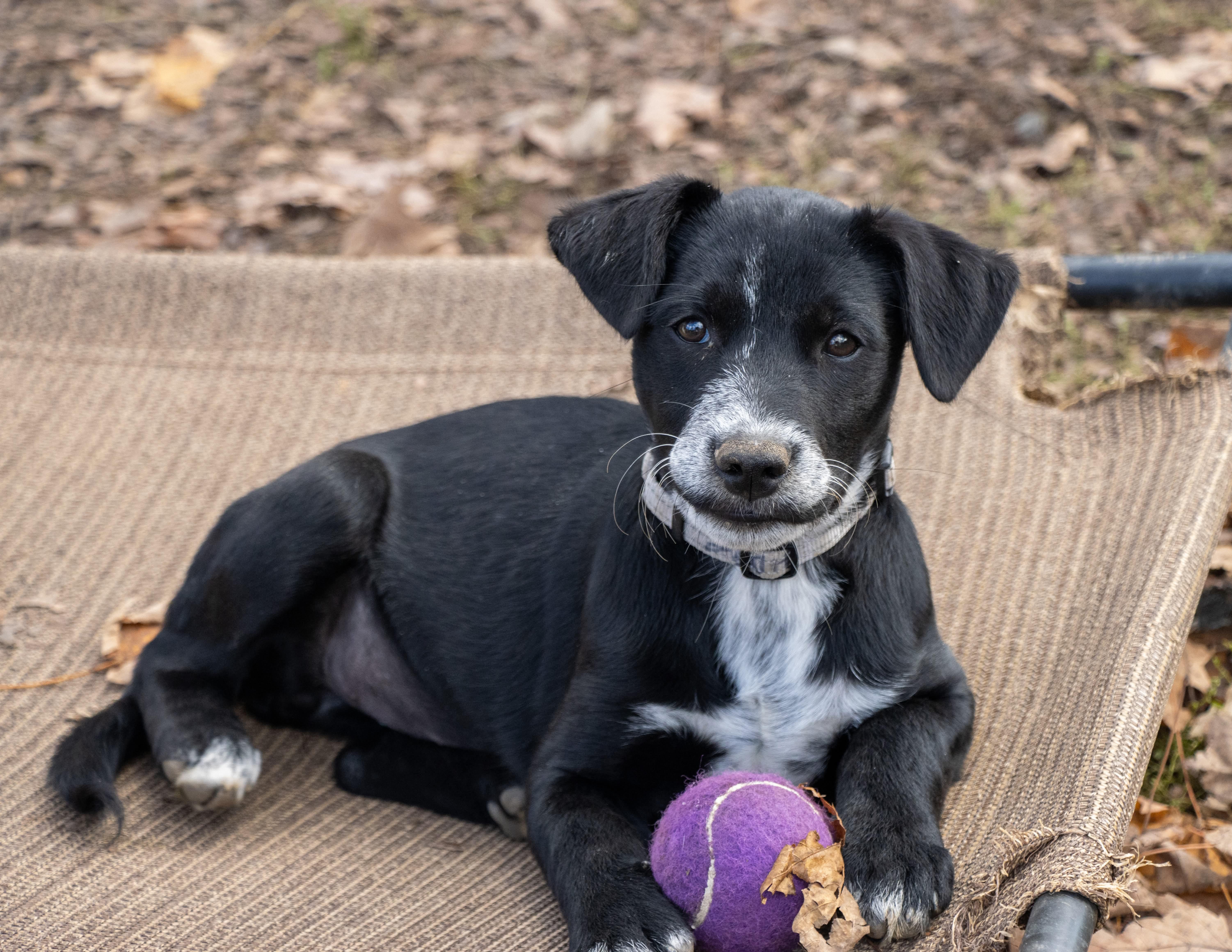 Enlarge Hattie, a Adoptable mixed breed in Argyle, NY image 2/6