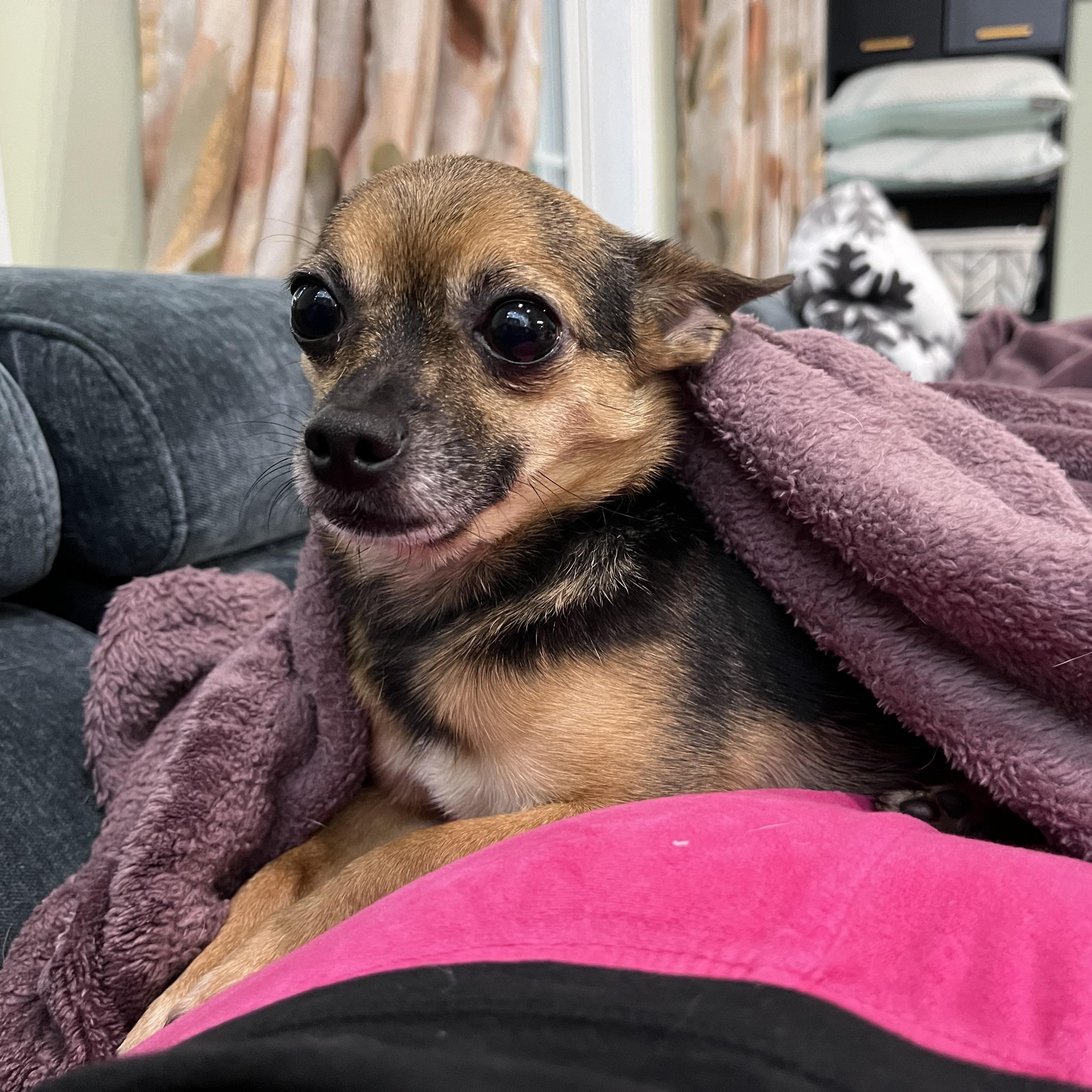 Freddie Mercury, Adult Male Chihuahua
