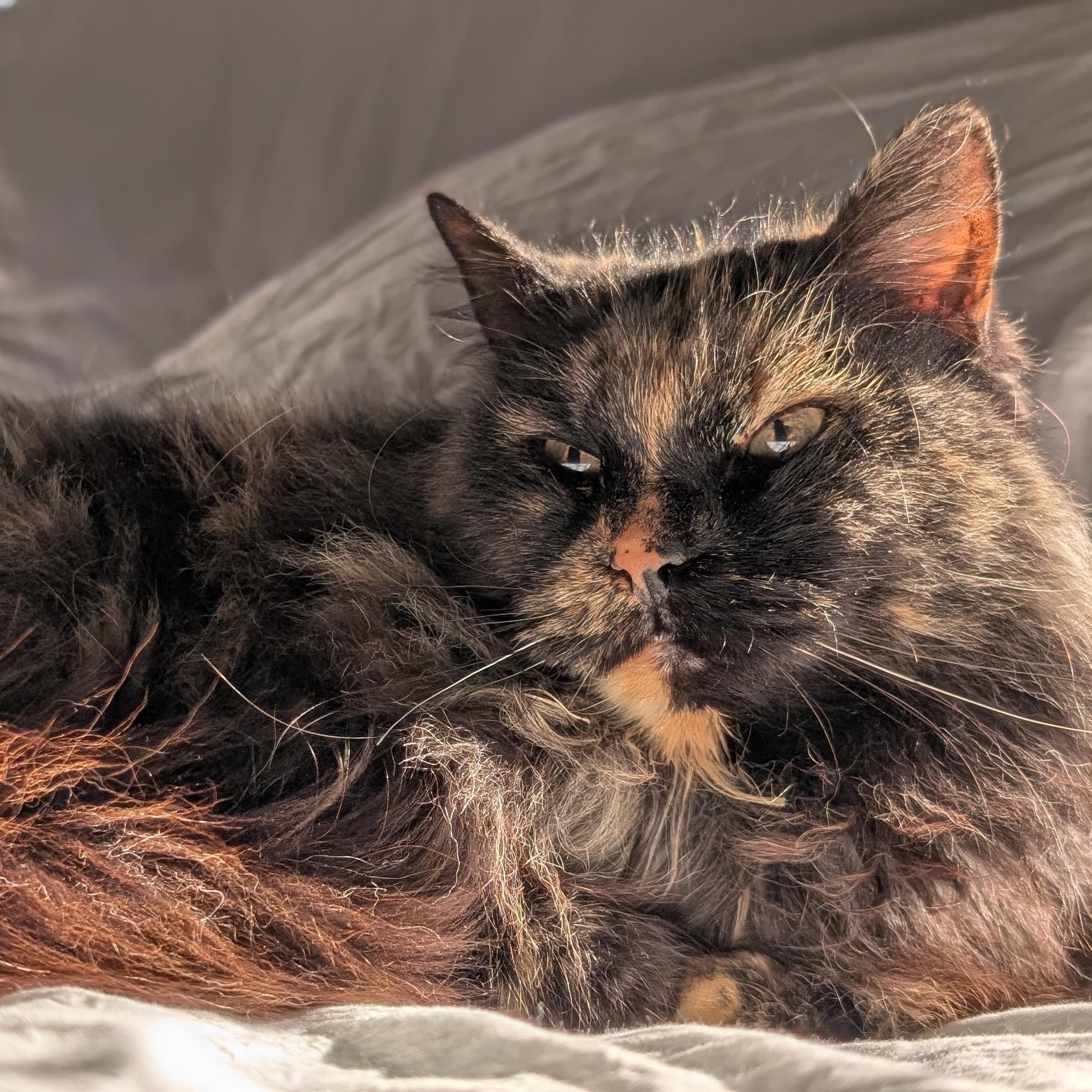 Penny — thumbnail 2