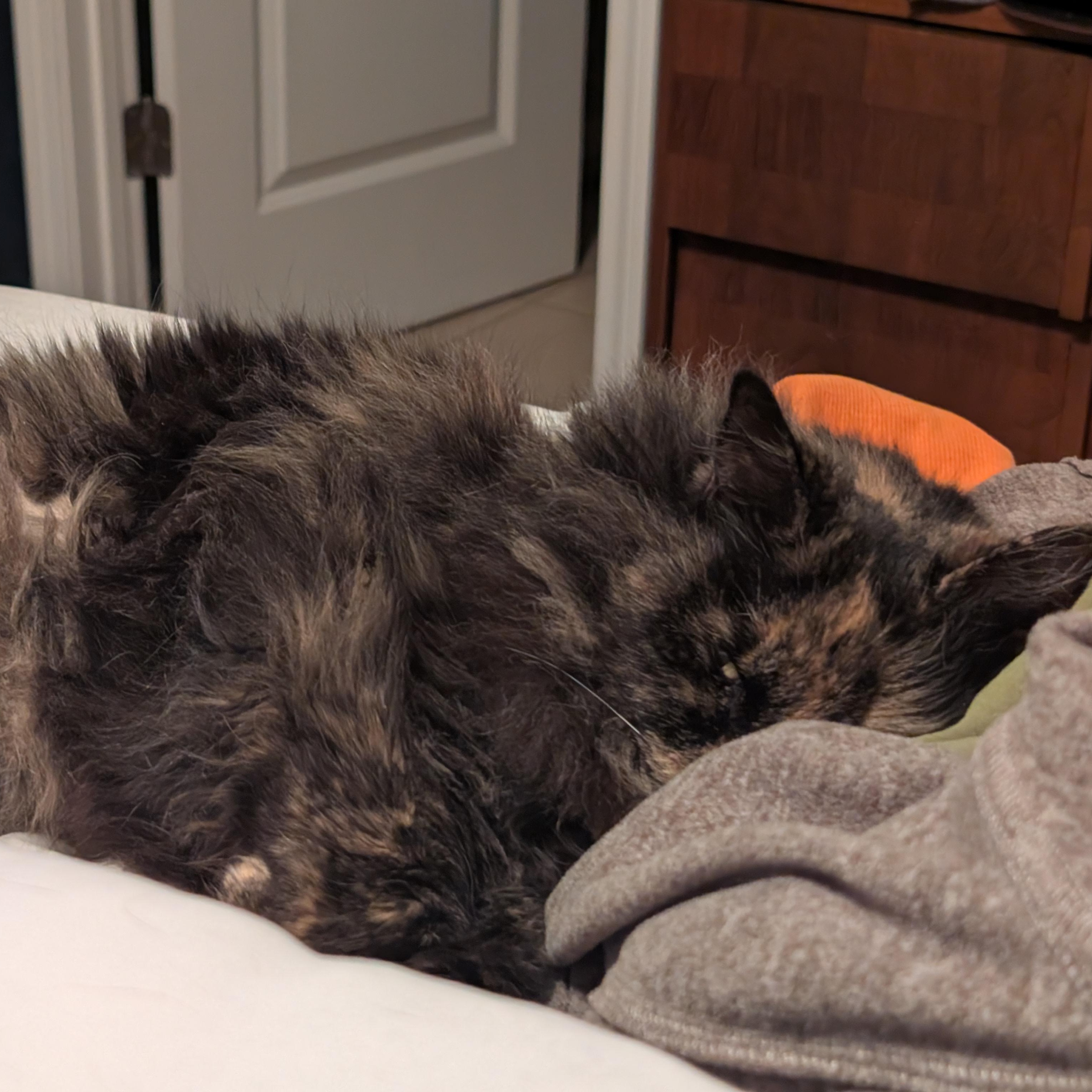 Penny — thumbnail 3