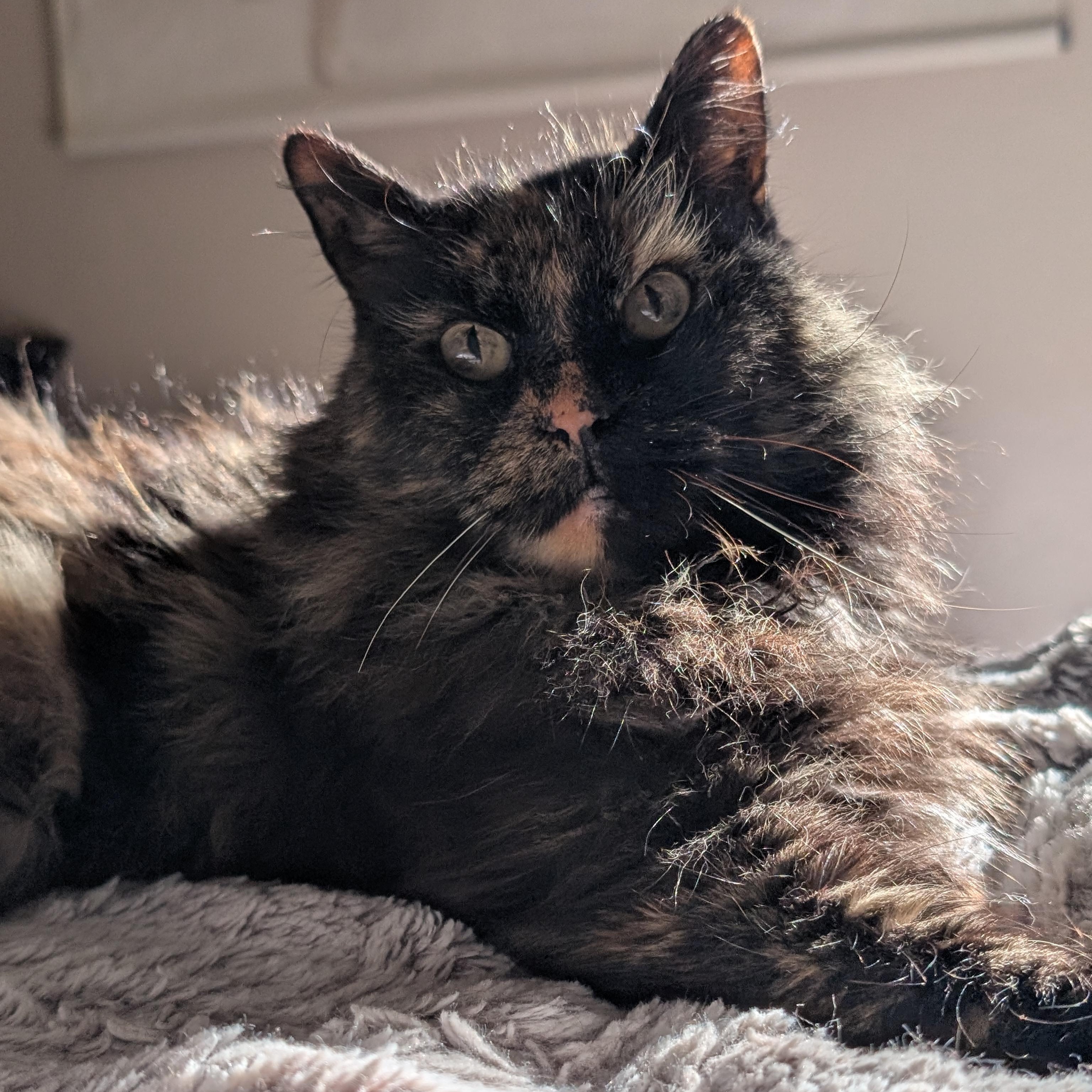 Penny — thumbnail 4