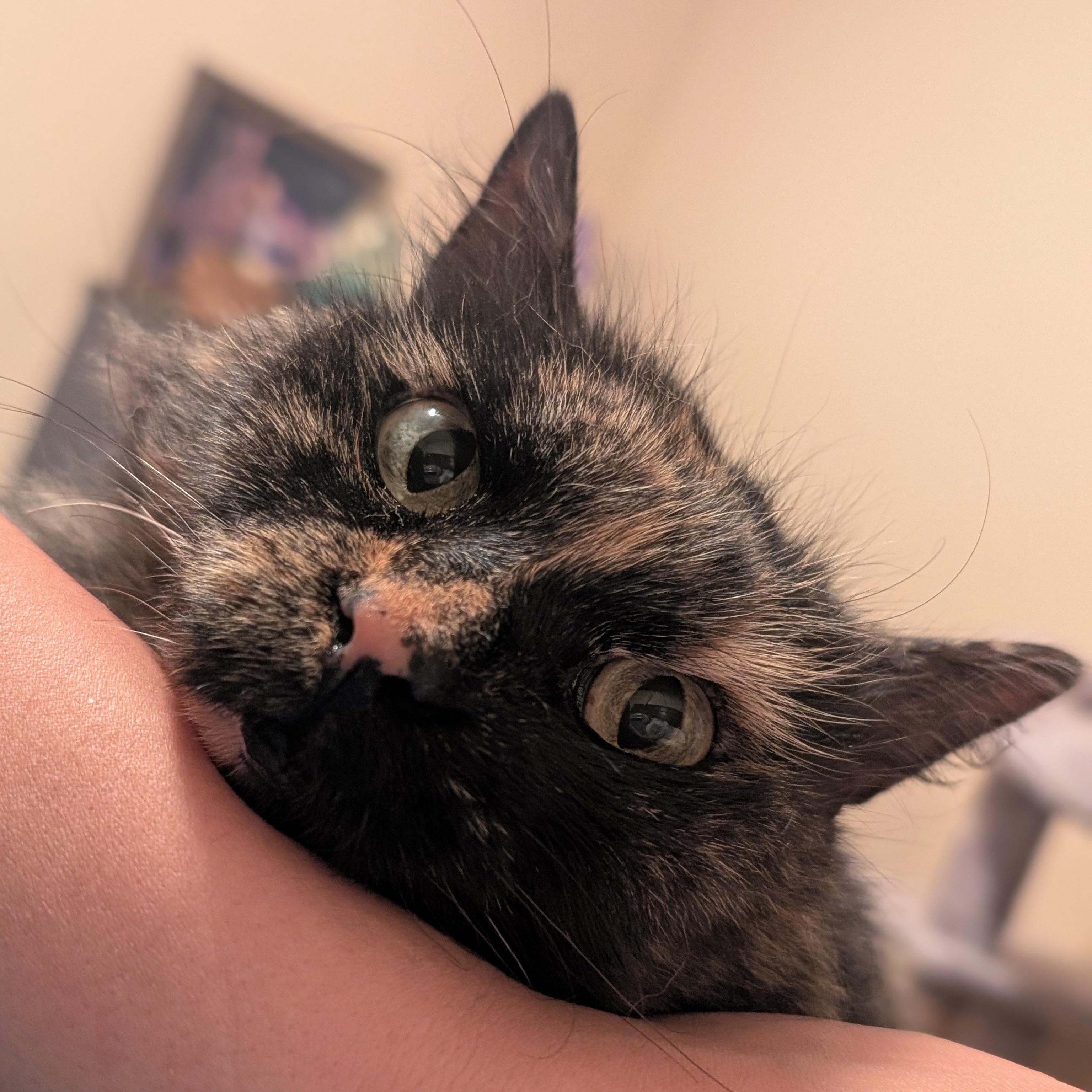 Penny — thumbnail 5