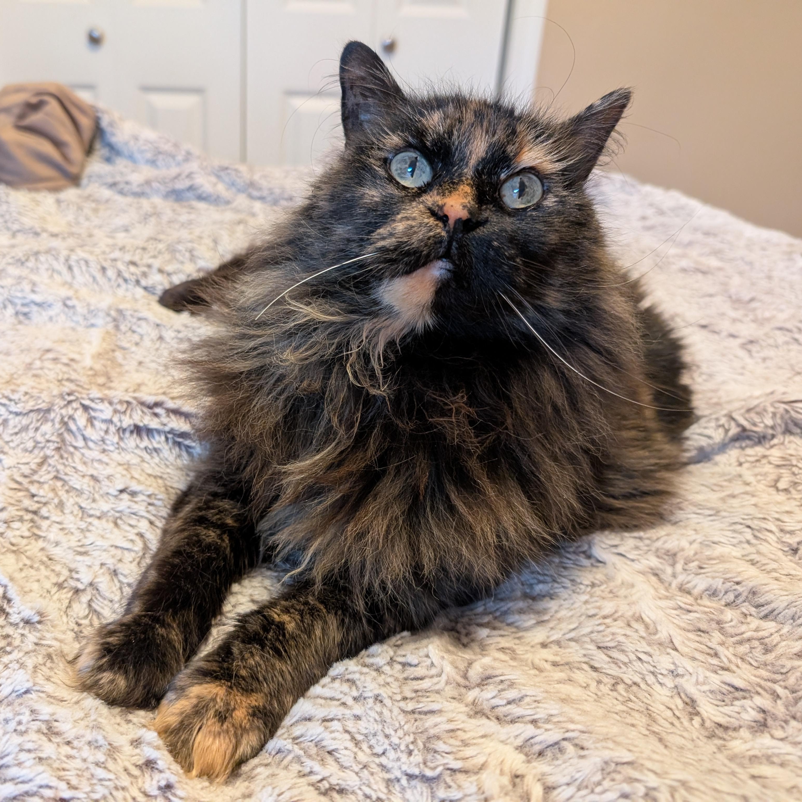 Penny — thumbnail 6