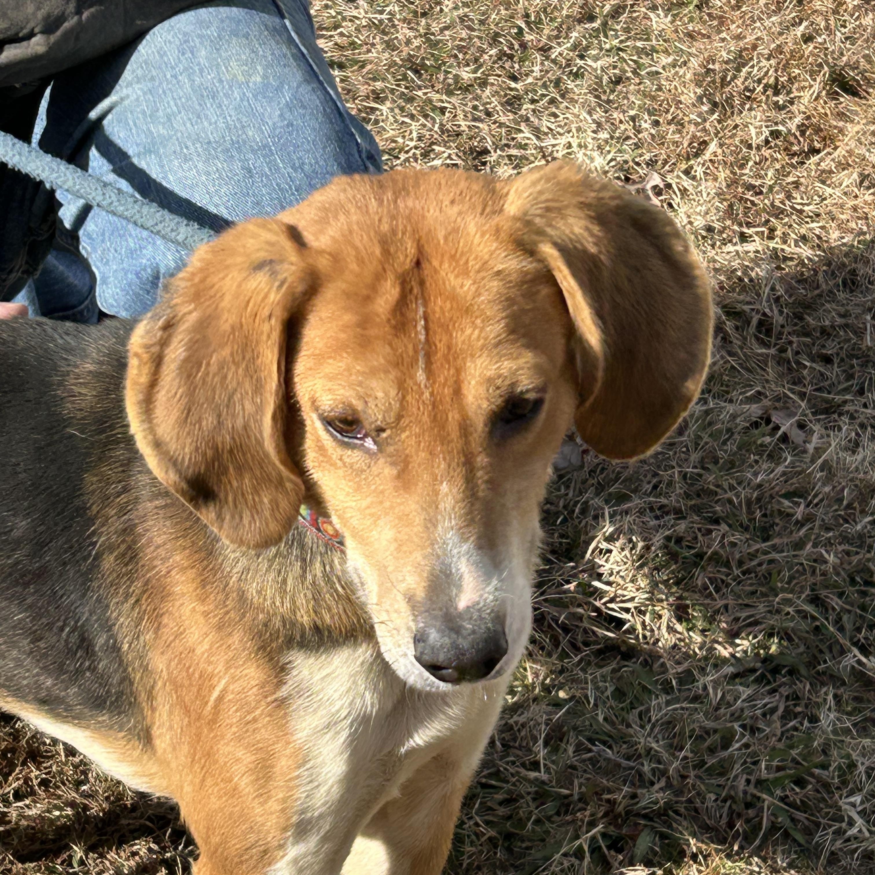 Enlarge Buckshot, a ADOPTABLE Hound in Charles City, VA image 1/4