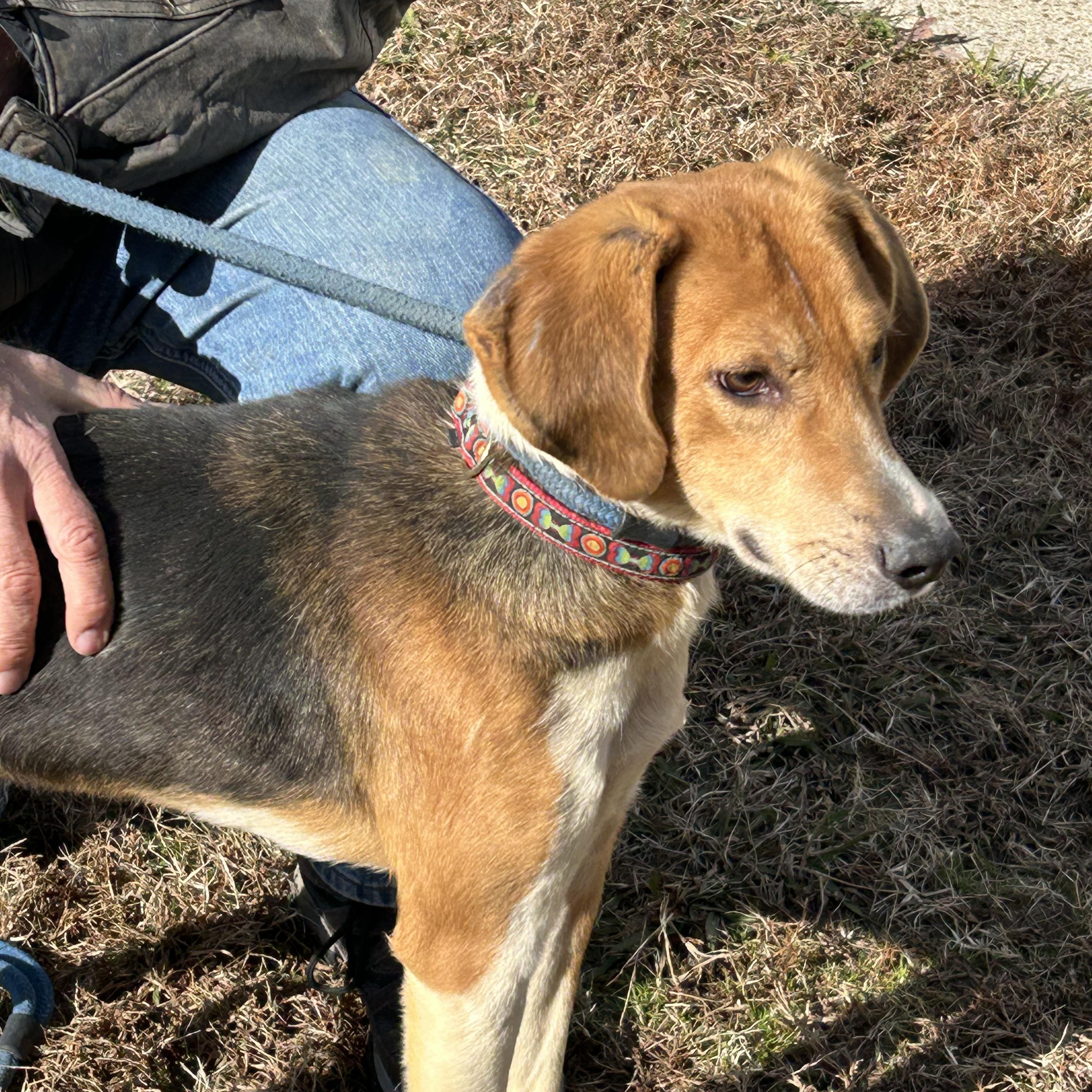Enlarge Buckshot, a ADOPTABLE Hound in Charles City, VA image 2/4