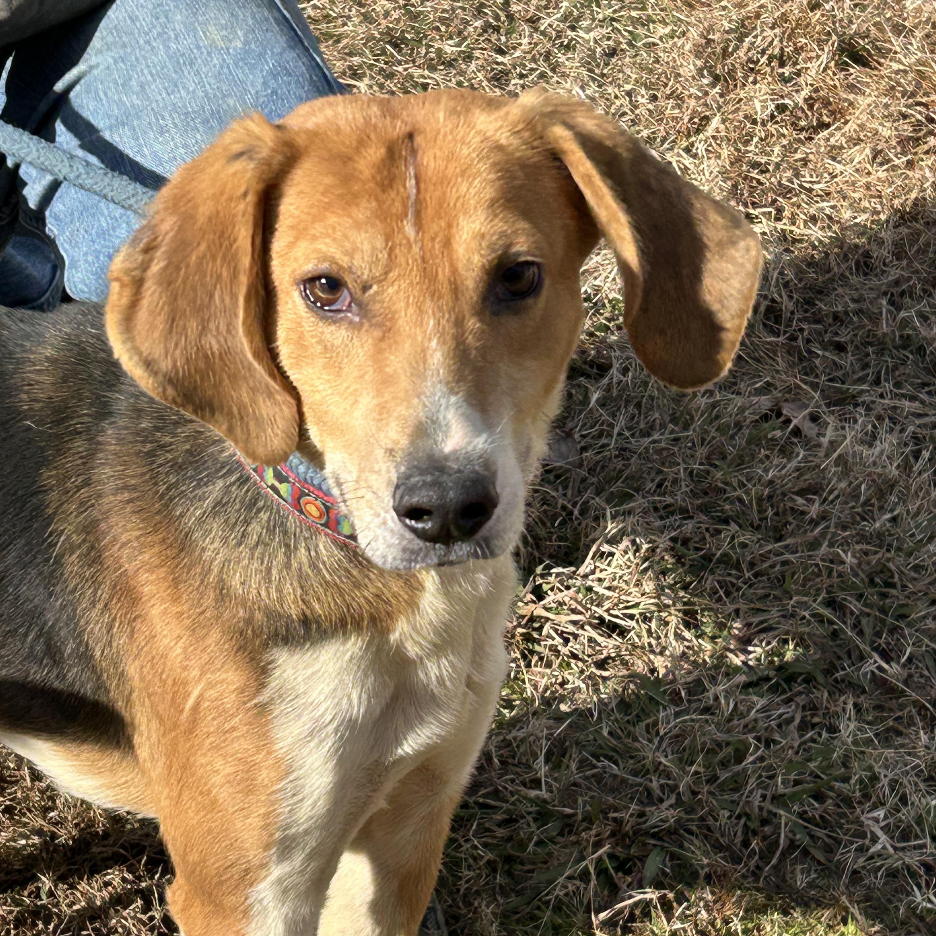 Enlarge Buckshot, a ADOPTABLE Hound in Charles City, VA image 3/4