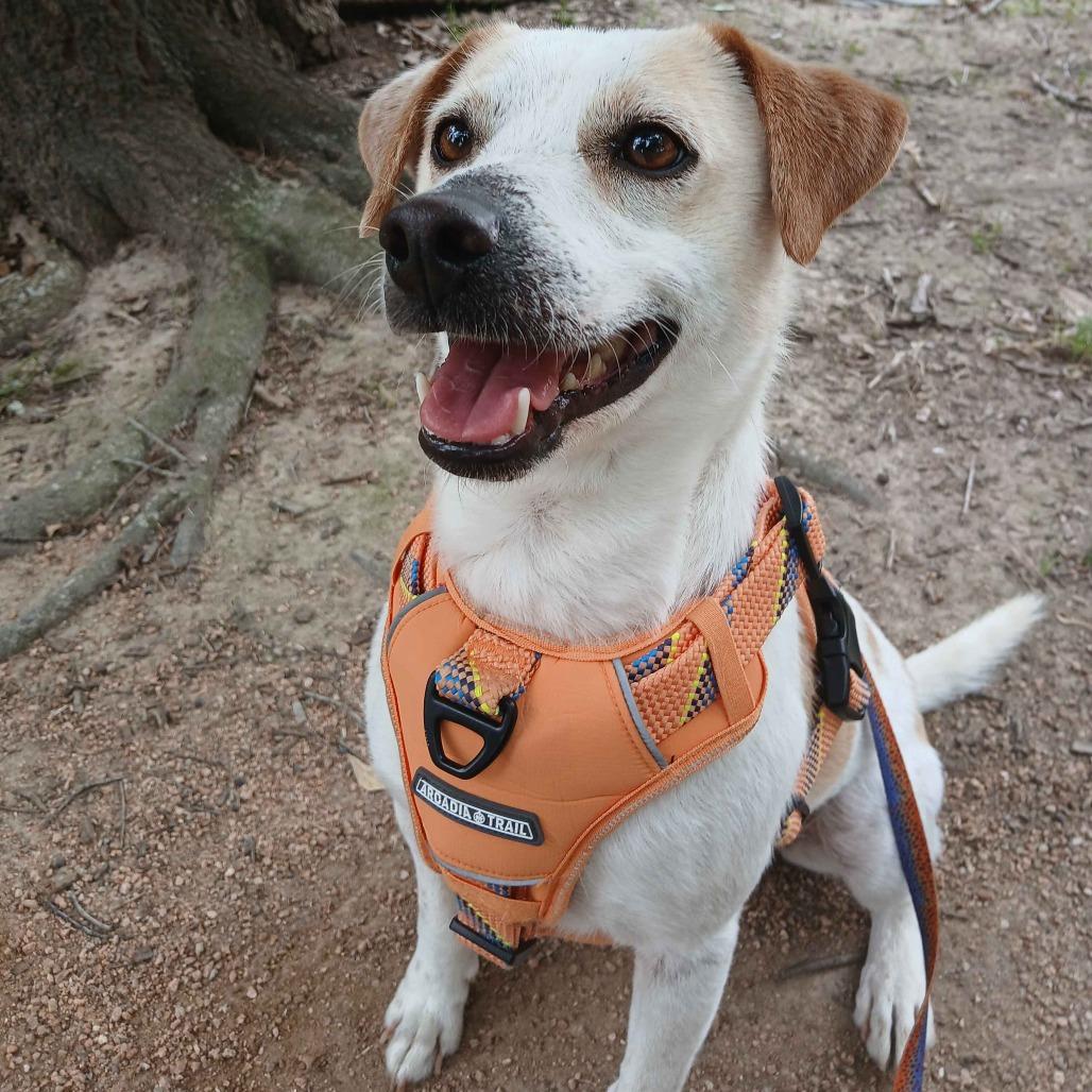 Ollie, Adoptable, Adult Male Terrier & Mixed Breed.
