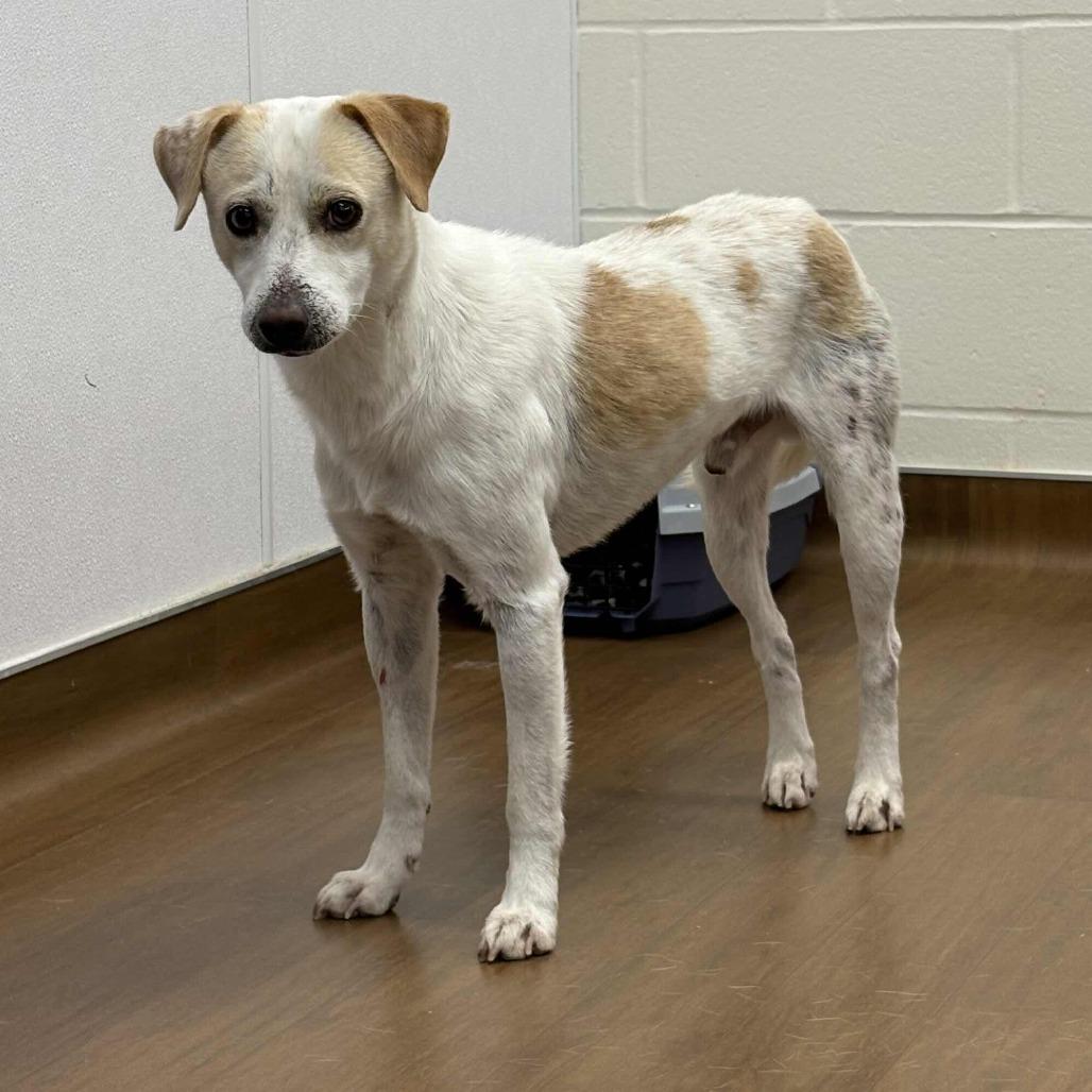 Enlarge Ollie, a Adoptable mixed breed in Beaumont, TX image 1/3