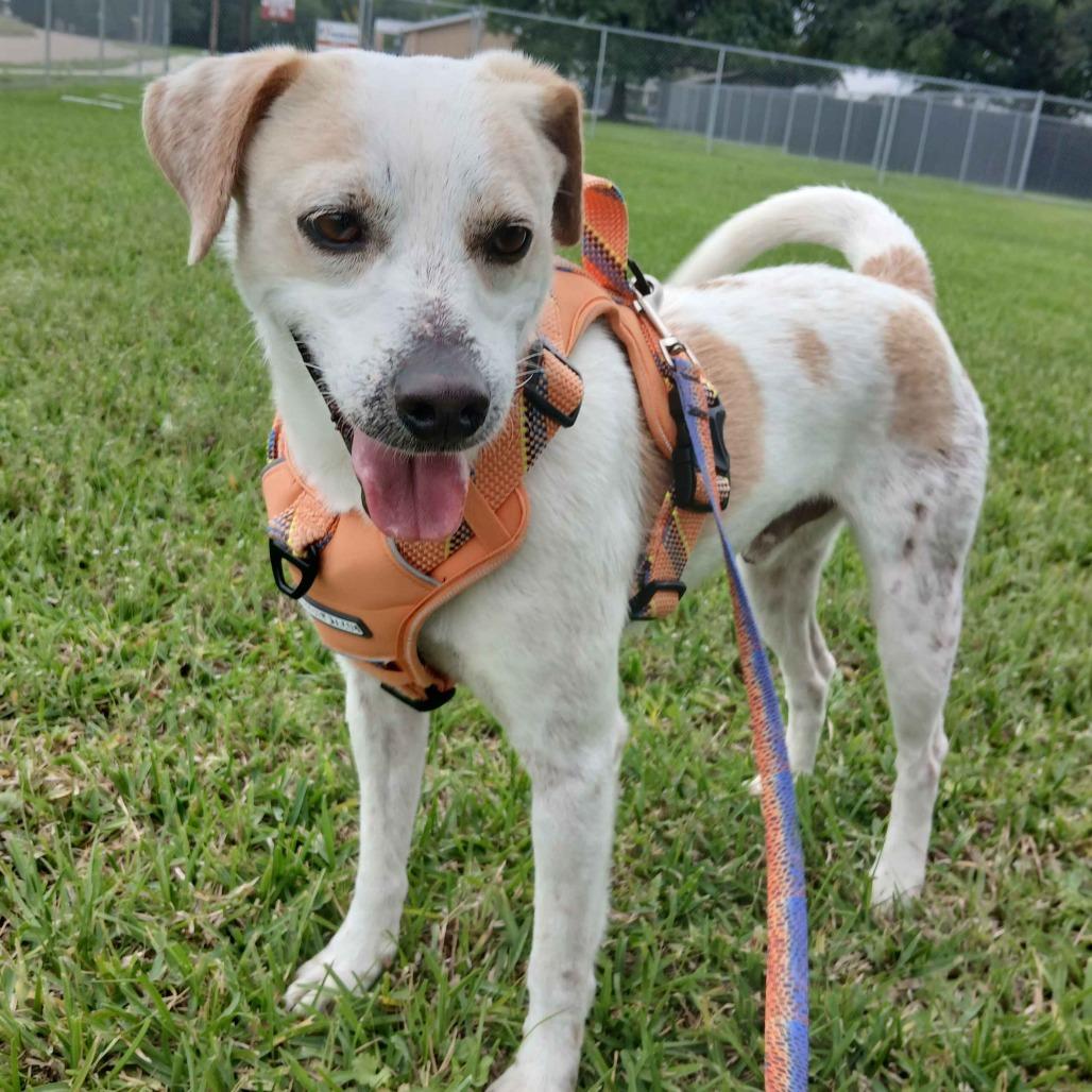 Enlarge Ollie, a Adoptable mixed breed in Beaumont, TX image 3/6