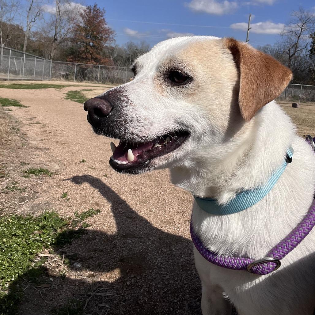 Enlarge Ollie, a Adoptable mixed breed in Beaumont, TX image 2/3