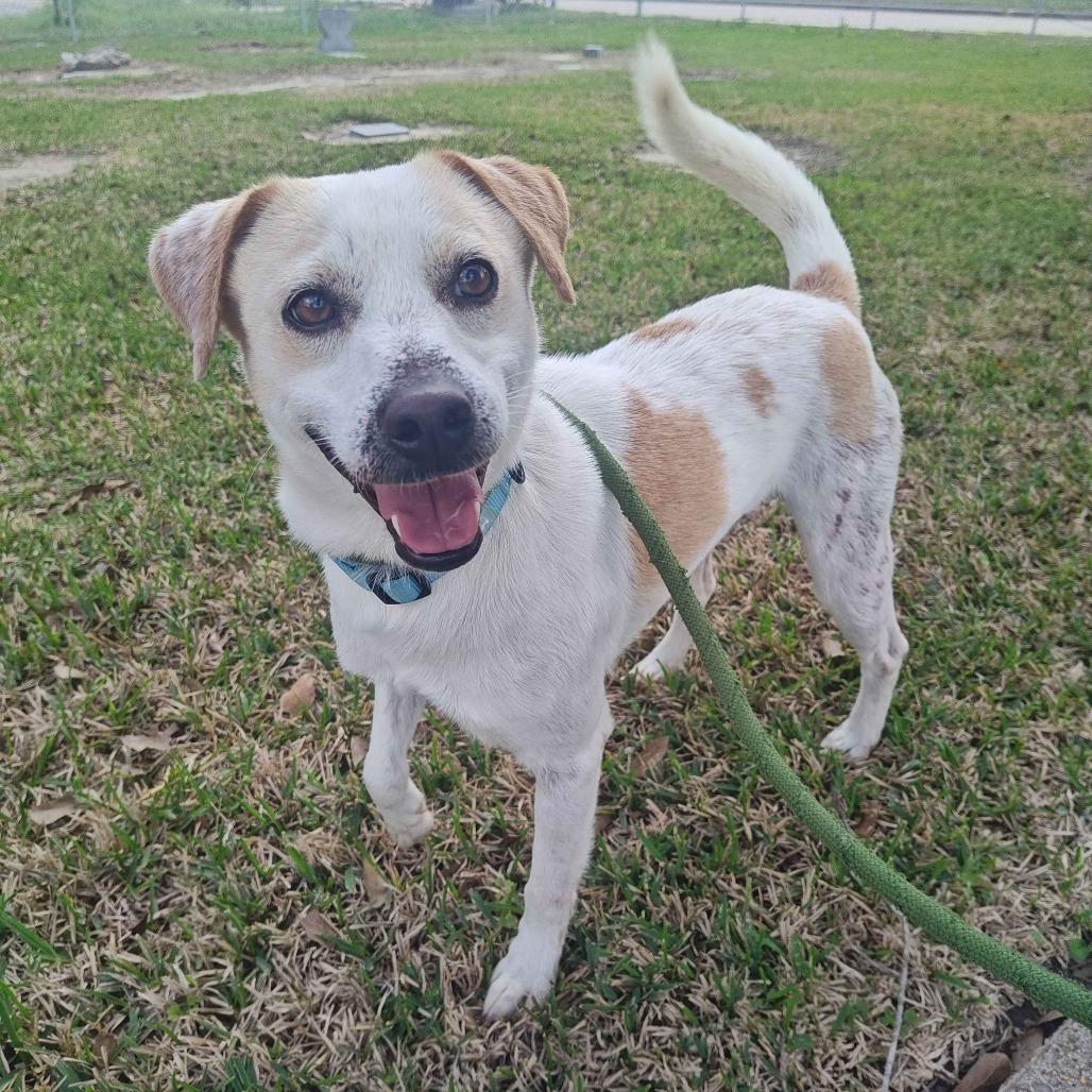 Enlarge Ollie, a Adoptable mixed breed in Beaumont, TX image 3/3