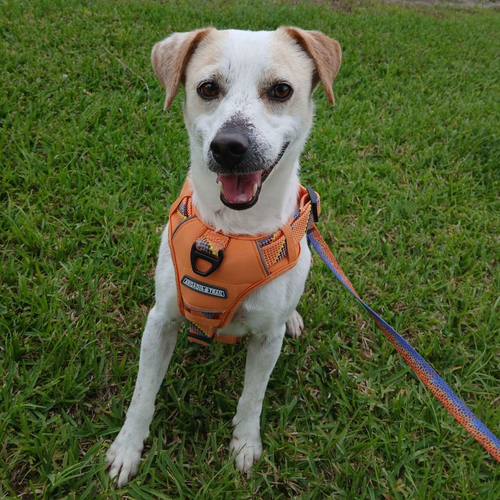Enlarge Ollie, a Adoptable mixed breed in Beaumont, TX image 6/6