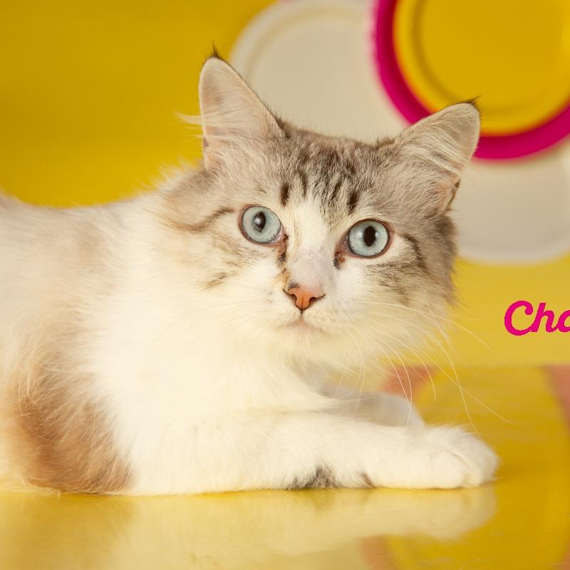 Chanel, a Adoptable Domestic Long Hair in Springfield, MO image 1/4