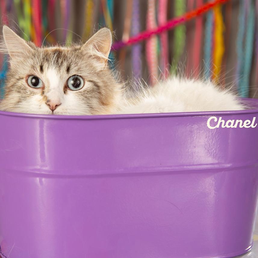 Chanel, a Adoptable Domestic Long Hair in Springfield, MO image 2/4