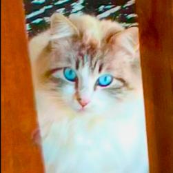 Chanel, a Adoptable Domestic Long Hair in Springfield, MO image 4/4