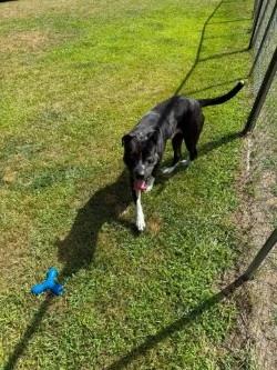 Enlarge Ace, a Adoptable mixed breed in Standish, MI image 4/4