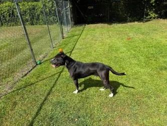 Enlarge Ace, a Adoptable mixed breed in Standish, MI image 2/4