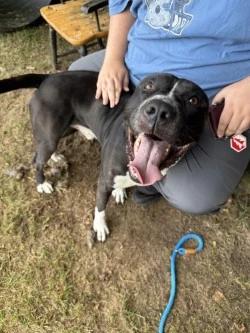 Enlarge Ace, a Adoptable mixed breed in Standish, MI image 3/4